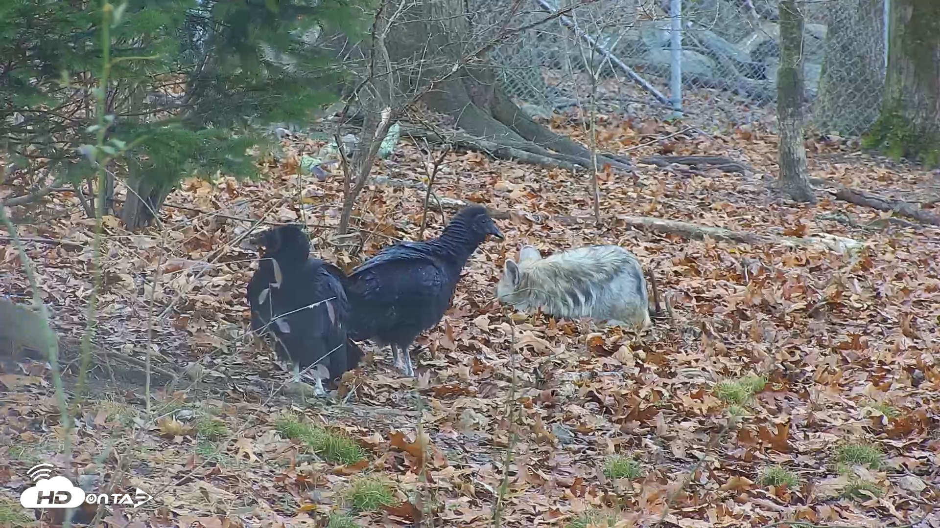 Snapshot of Wolf Center - Group 1 Wolves taken Dec 1, 2025, 7:47am EST