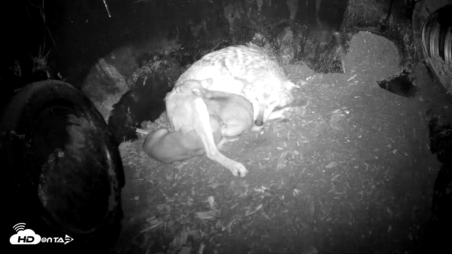 Snapshot of Wolf Center - Group 1 Wolves taken May 31, 2025, 9:33pm EDT