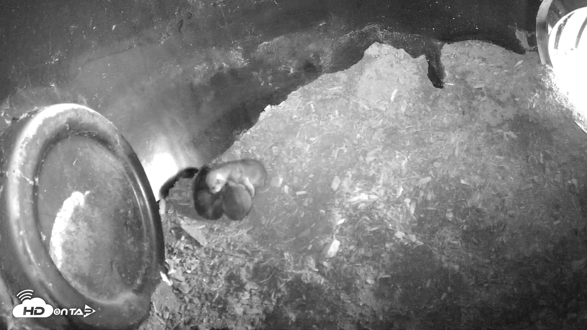 Snapshot of Wolf Center - Group 1 Wolves taken May 2, 2025, 9:18am EDT