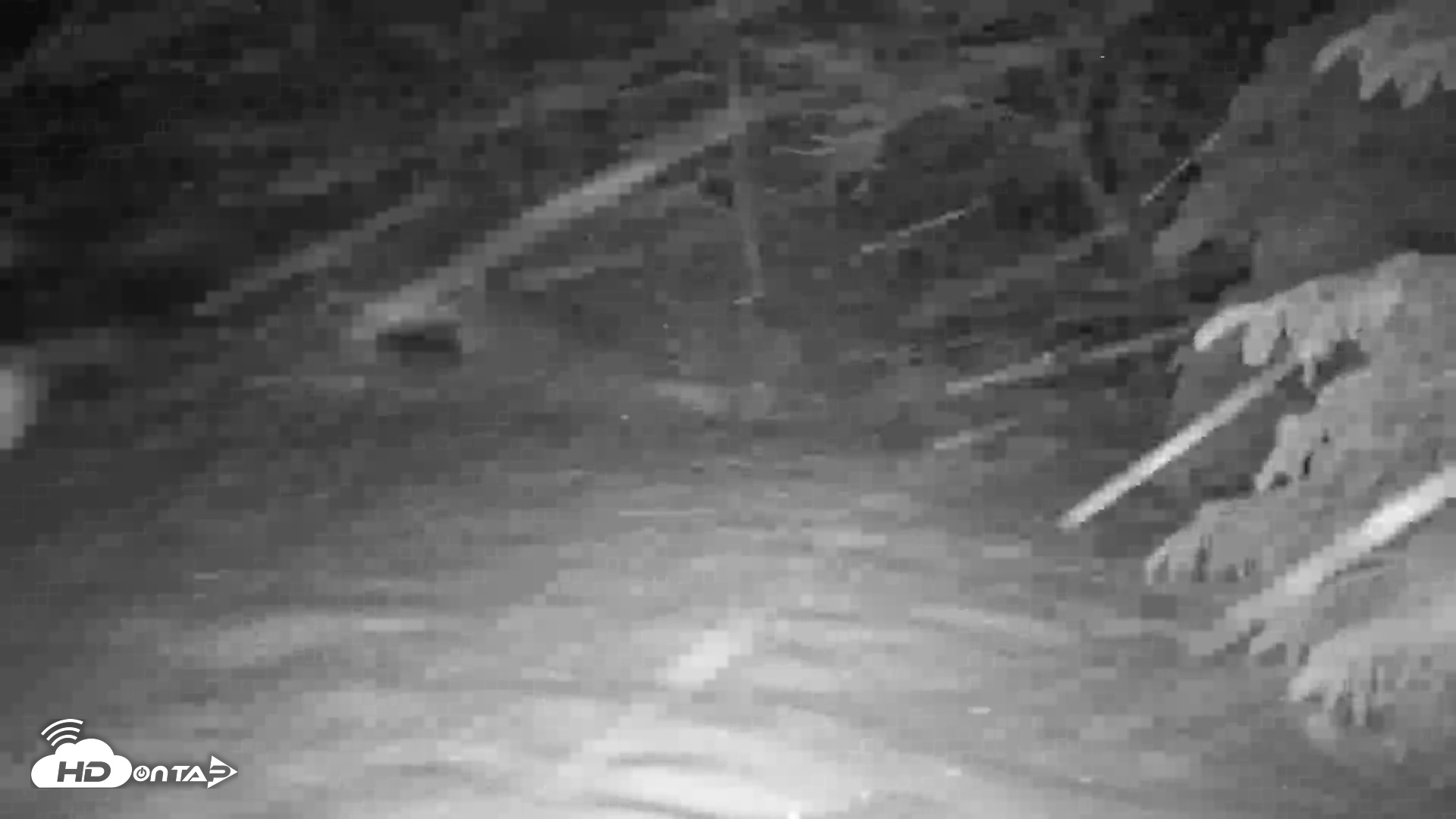 Snapshot of Wolf Center - Group 1 Wolves taken Feb 23, 2026, 5:46am EST