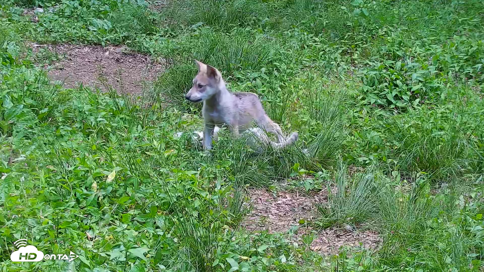 Snapshot of Wolf Center - Group 1 Wolves taken Jun 13, 2025, 6:21pm EDT