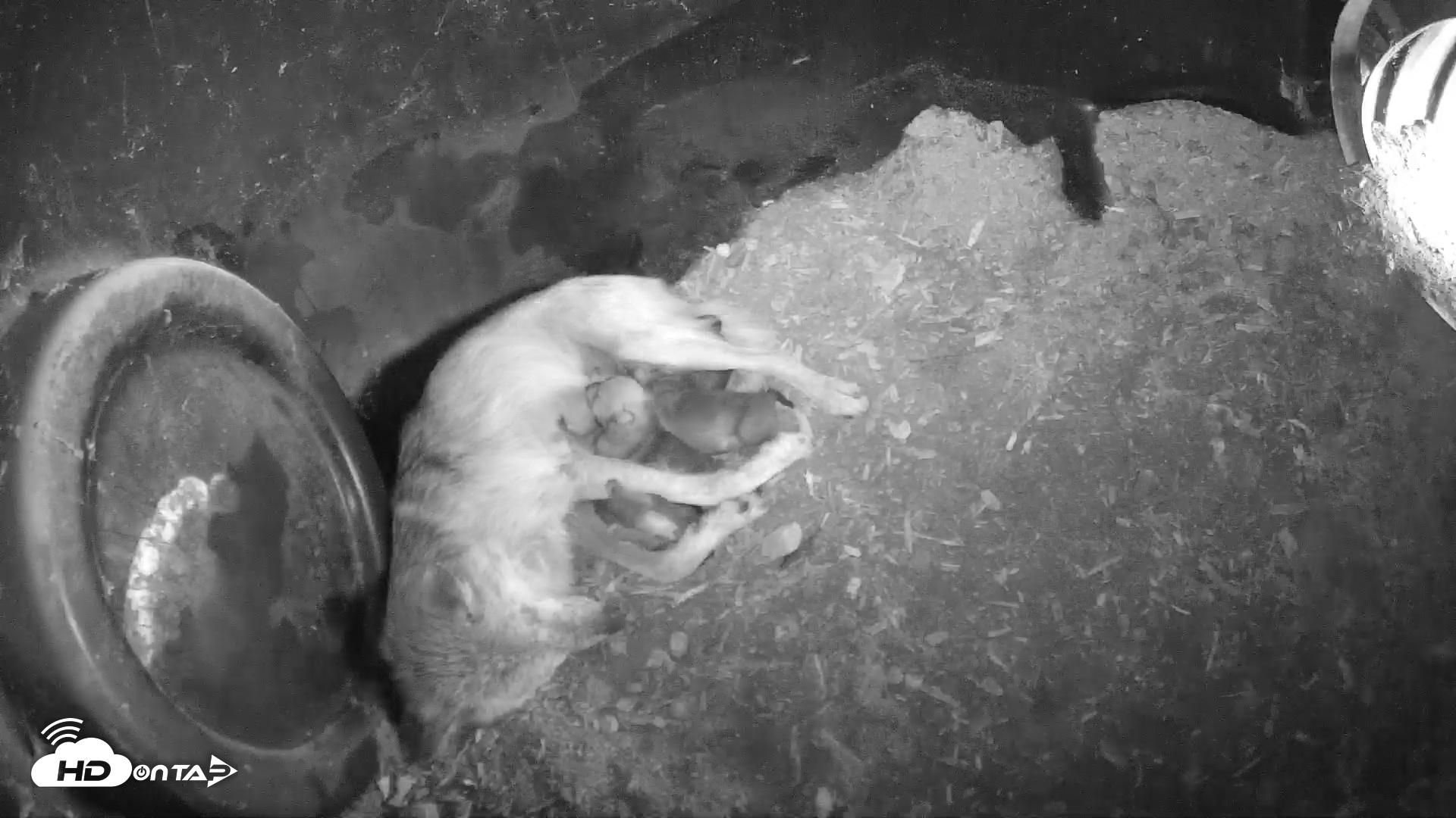 Snapshot of Wolf Center - Group 1 Wolves taken May 3, 2025, 4:39pm EDT