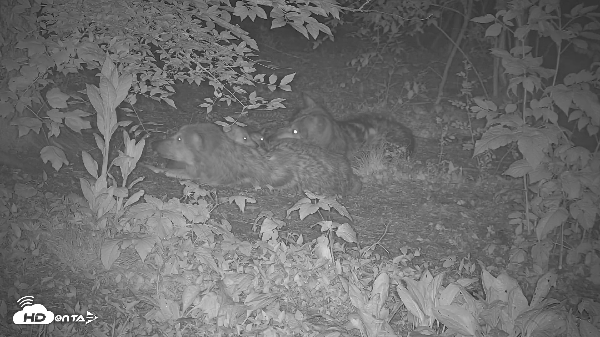Snapshot of Wolf Center - Group 1 Wolves taken May 31, 2025, 12:32am EDT