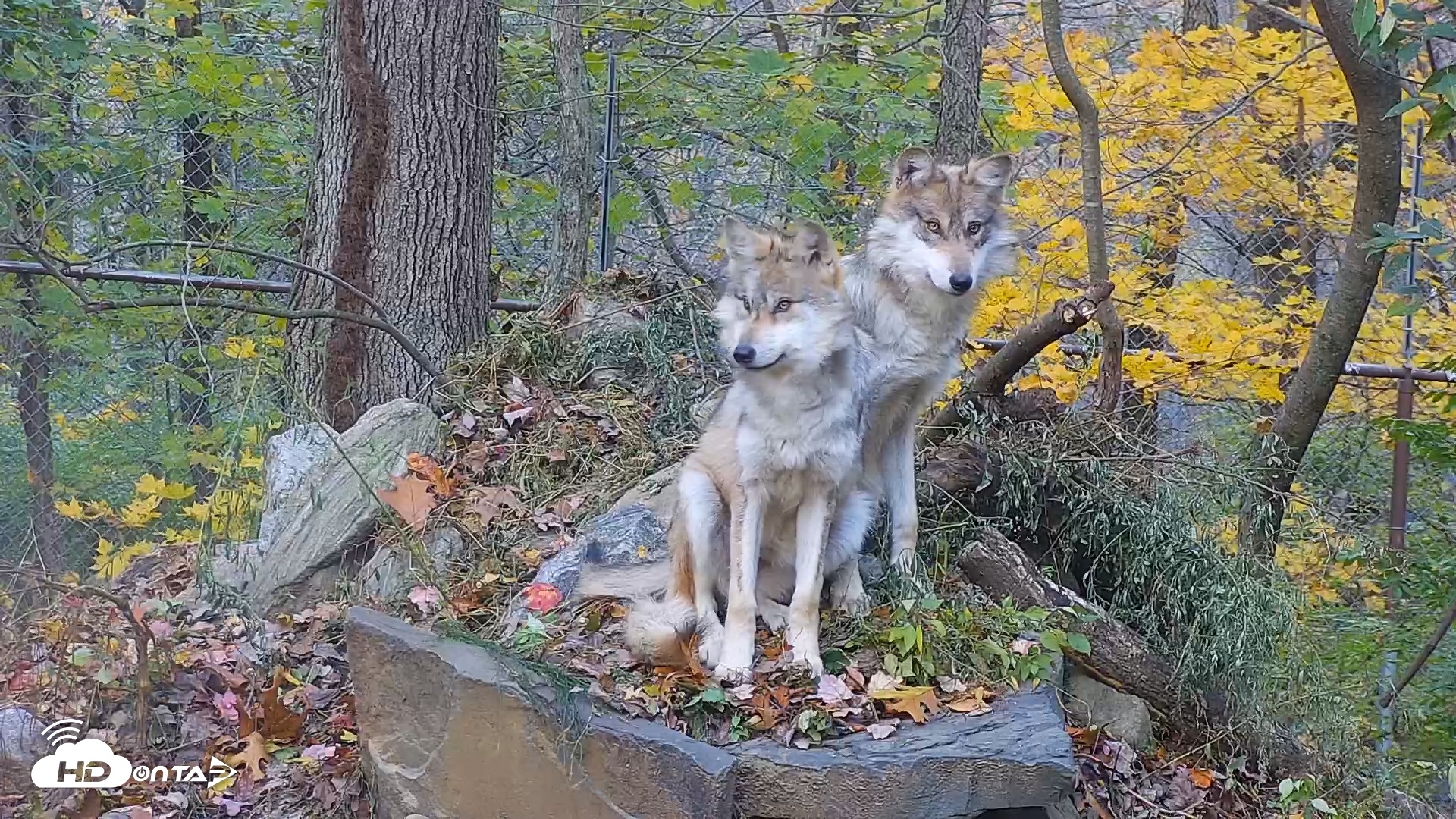 Snapshot of Wolf Center - Group 1 Wolves taken Nov 2, 2025, 6:57am EST