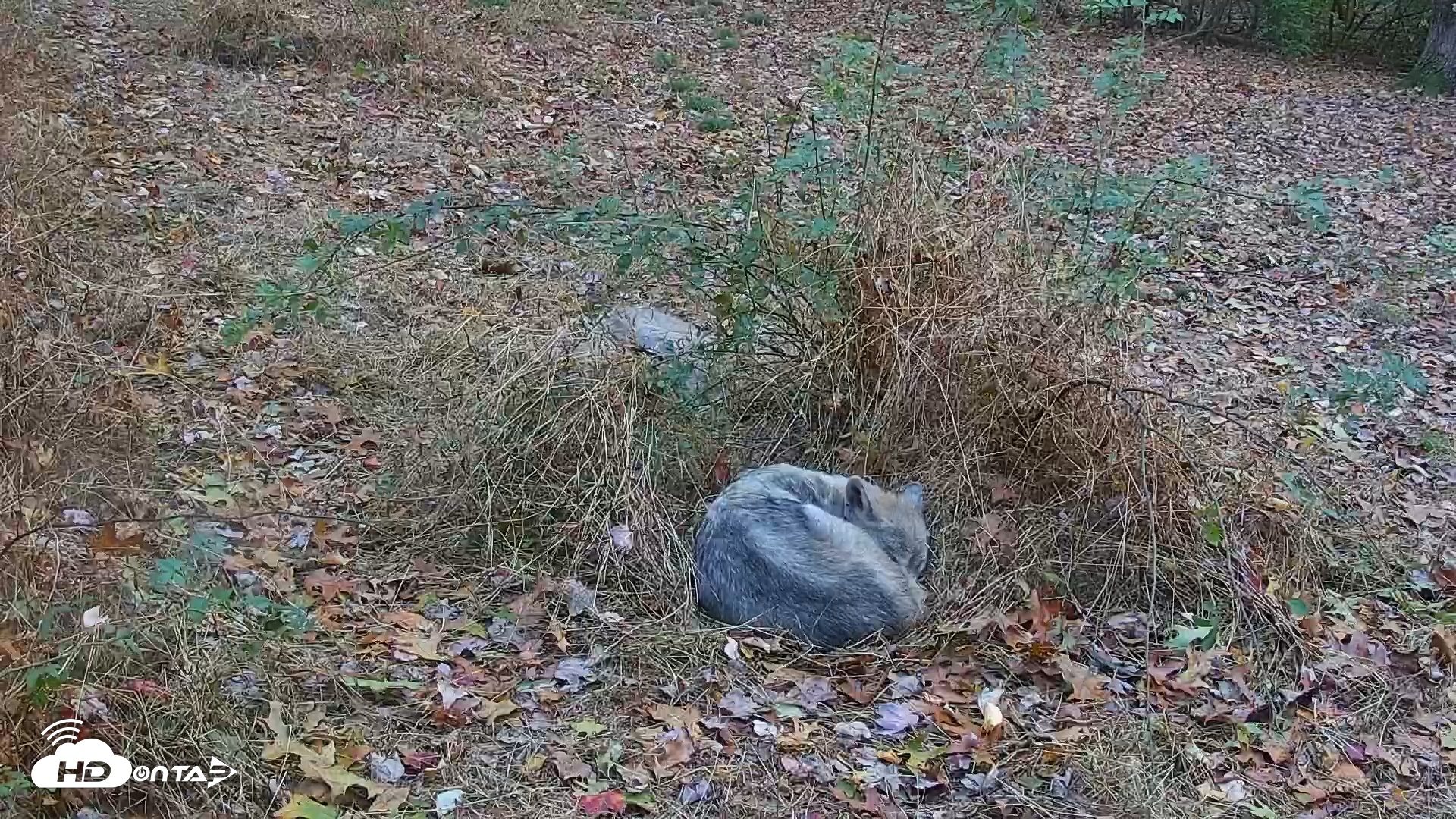 Snapshot of Wolf Center - Group 1 Wolves taken Nov 2, 2025, 4:50pm EST