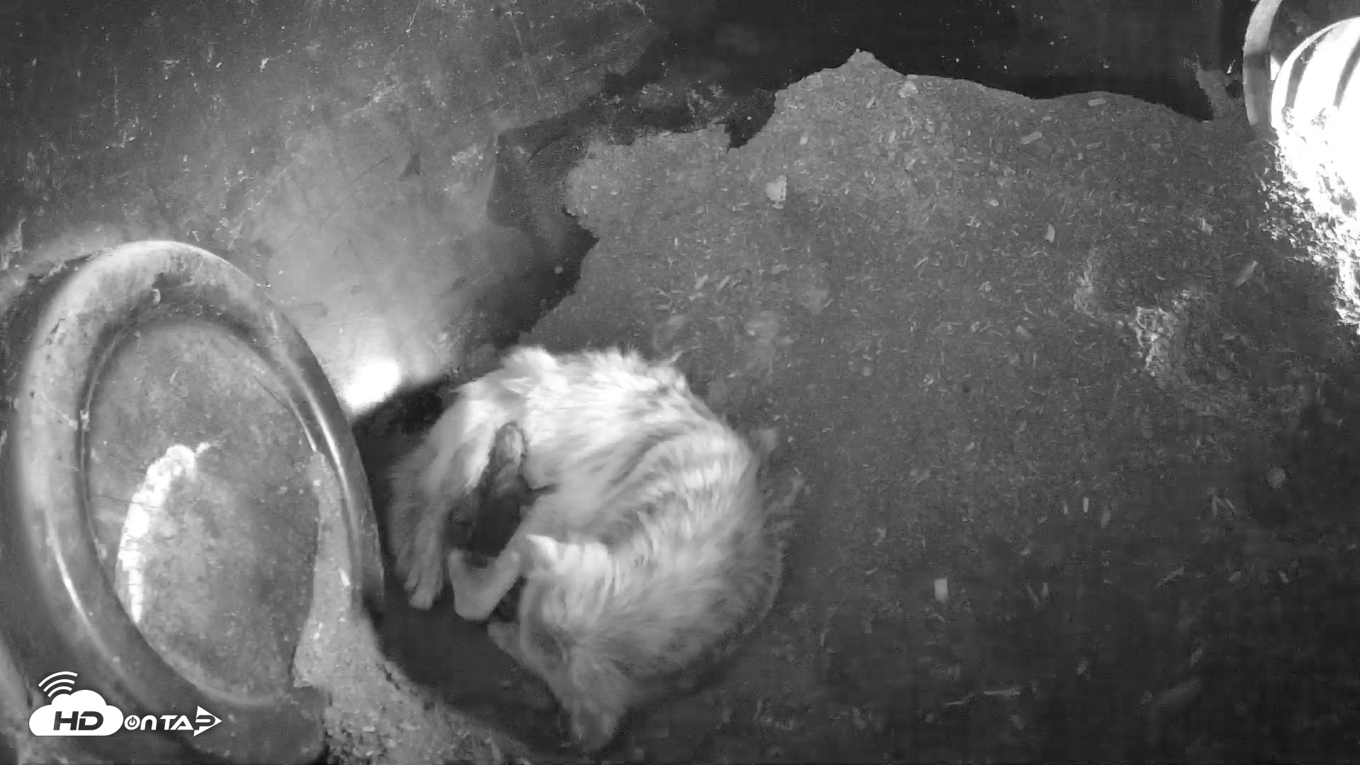 Snapshot of Wolf Center - Group 1 Wolves taken Apr 24, 2025, 5:04pm EDT