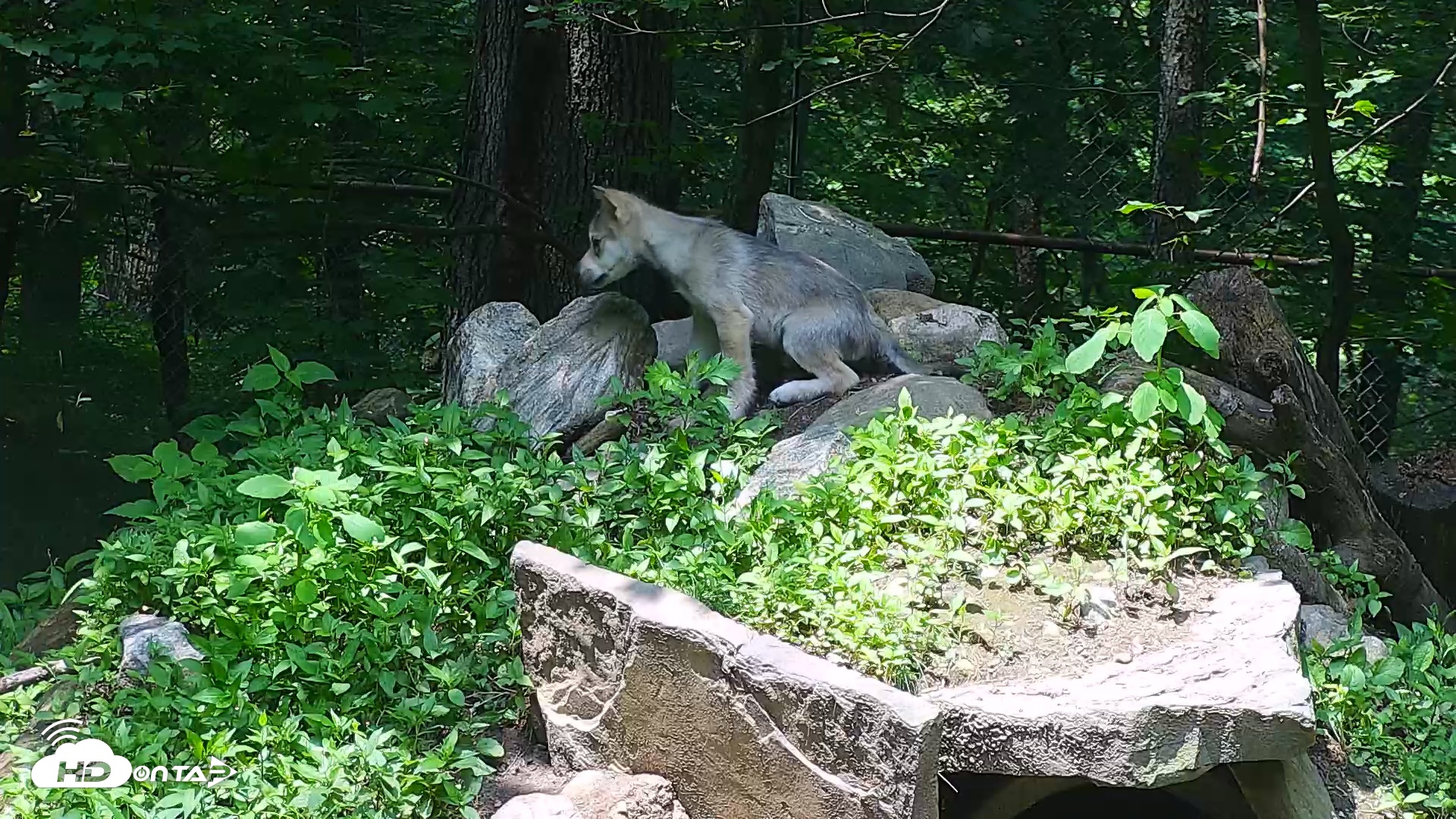 Snapshot of Wolf Center - Group 1 Wolves taken Jun 8, 2025, 11:54am EDT