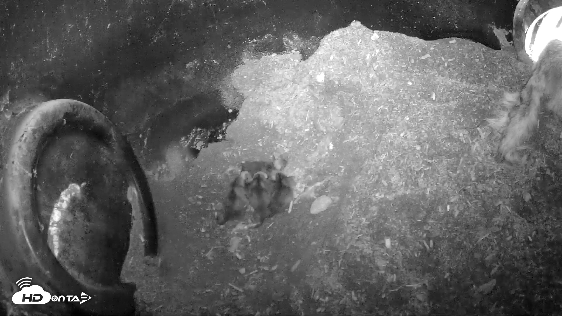 Snapshot of Wolf Center - Group 1 Wolves taken Apr 25, 2025, 8:38am EDT