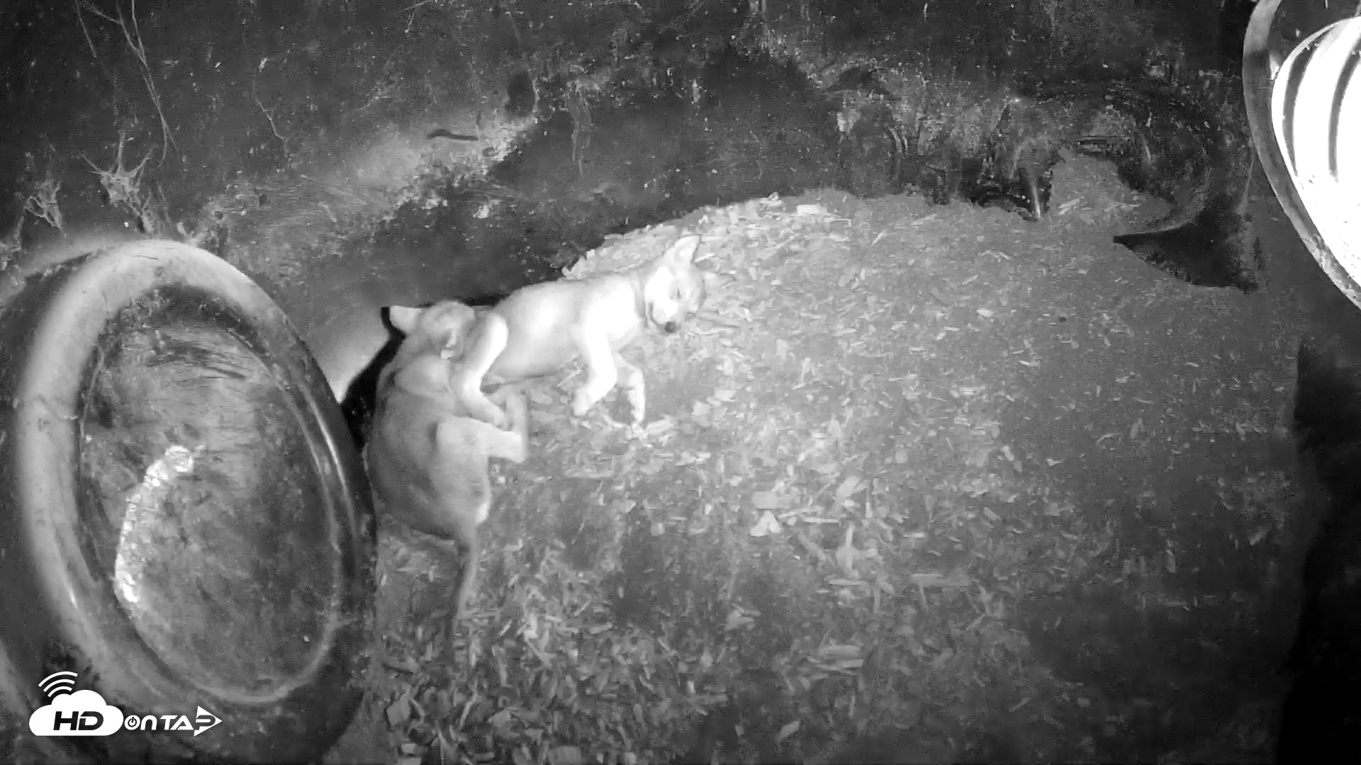 Snapshot of Wolf Center - Group 1 Wolves taken Jun 7, 2025, 7:57am EDT