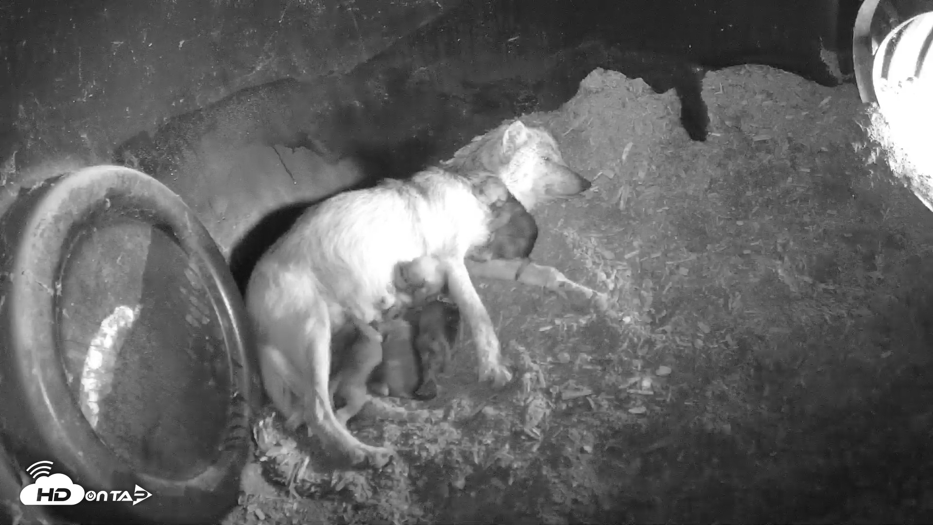Snapshot of Wolf Center - Group 1 Wolves taken May 2, 2025, 5:45pm EDT