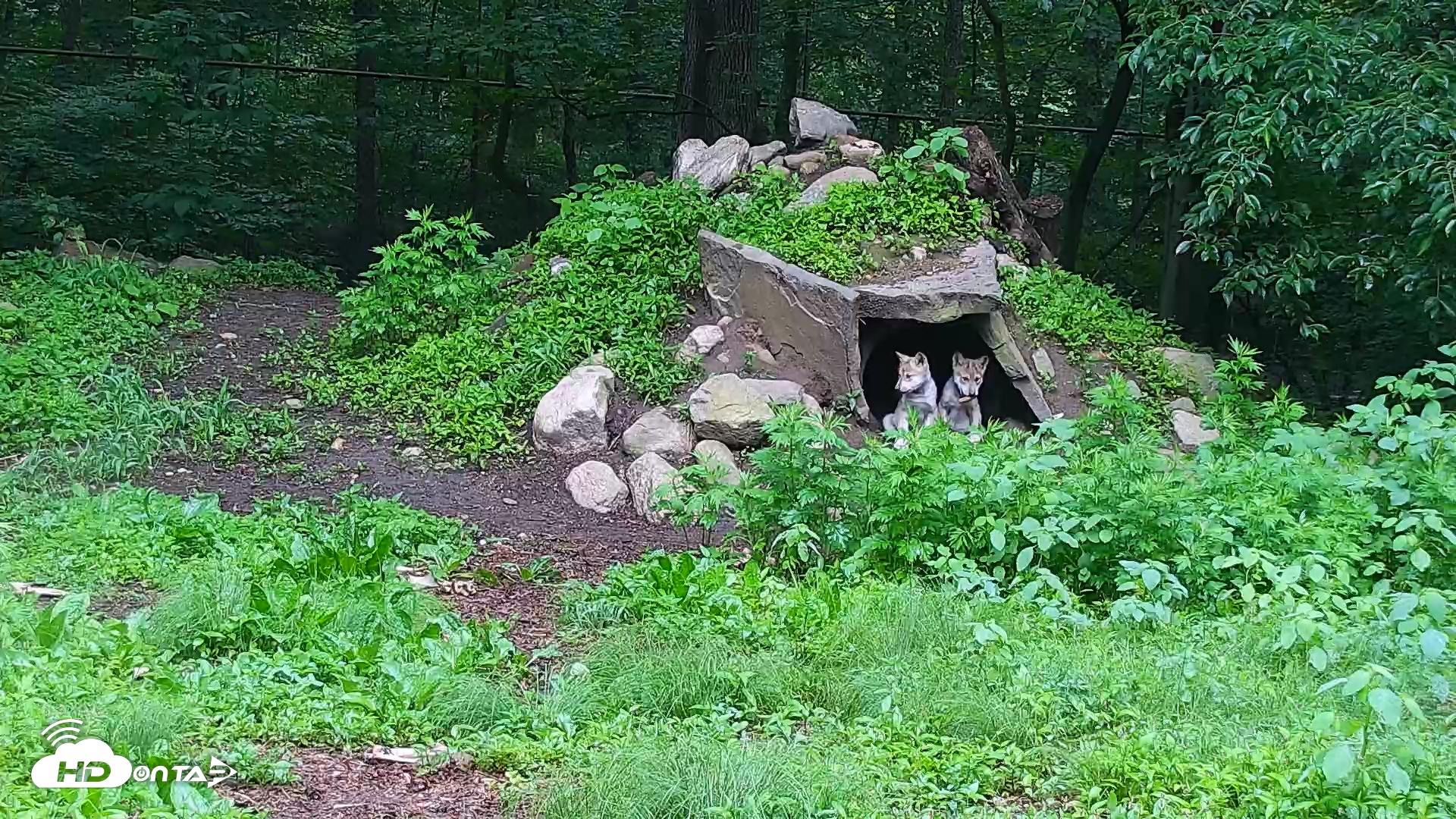 Snapshot of Wolf Center - Group 1 Wolves taken Jun 8, 2025, 6:45am EDT