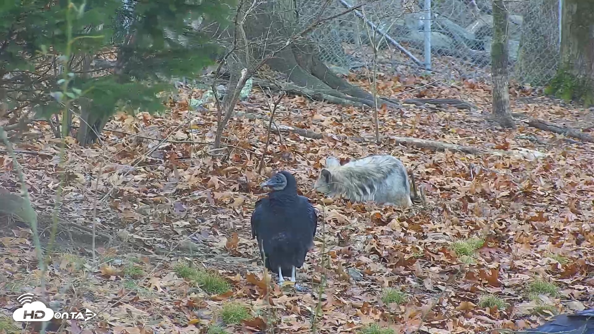 Snapshot of Wolf Center - Group 1 Wolves taken Dec 1, 2025, 7:48am EST
