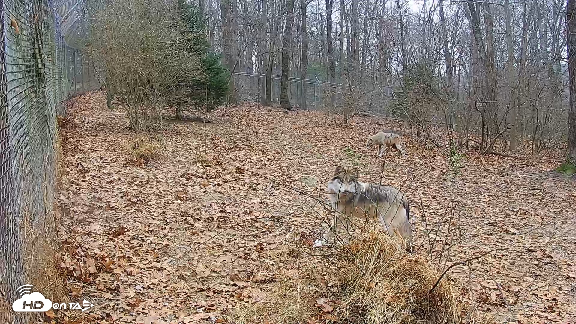 Snapshot of Wolf Center - Group 1 Wolves taken Dec 13, 2025, 9:54am EST