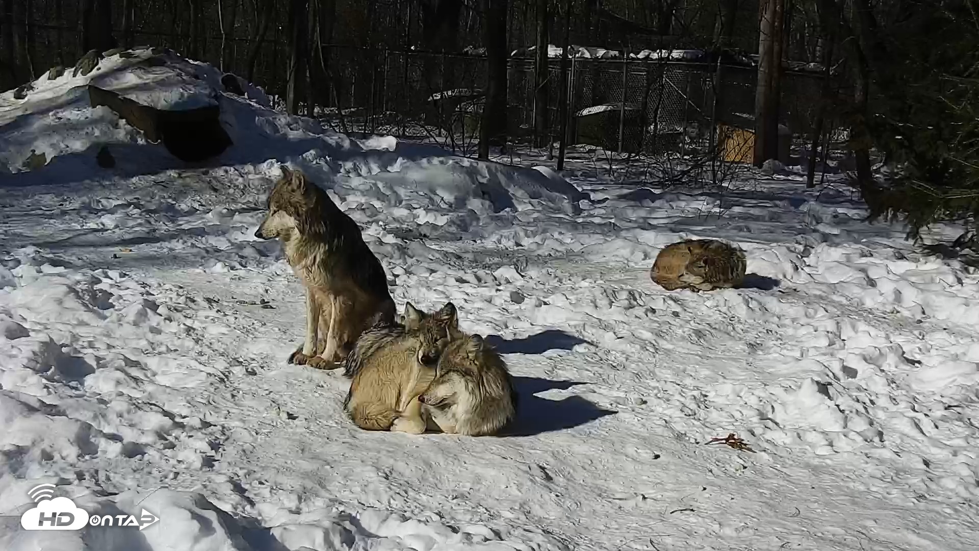 Snapshot of Wolf Center - Group 1 Wolves taken Feb 9, 2026, 10:28am EST