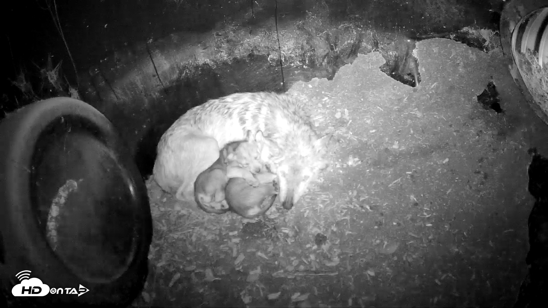 Snapshot of Wolf Center - Group 1 Wolves taken May 22, 2025, 6:39am EDT