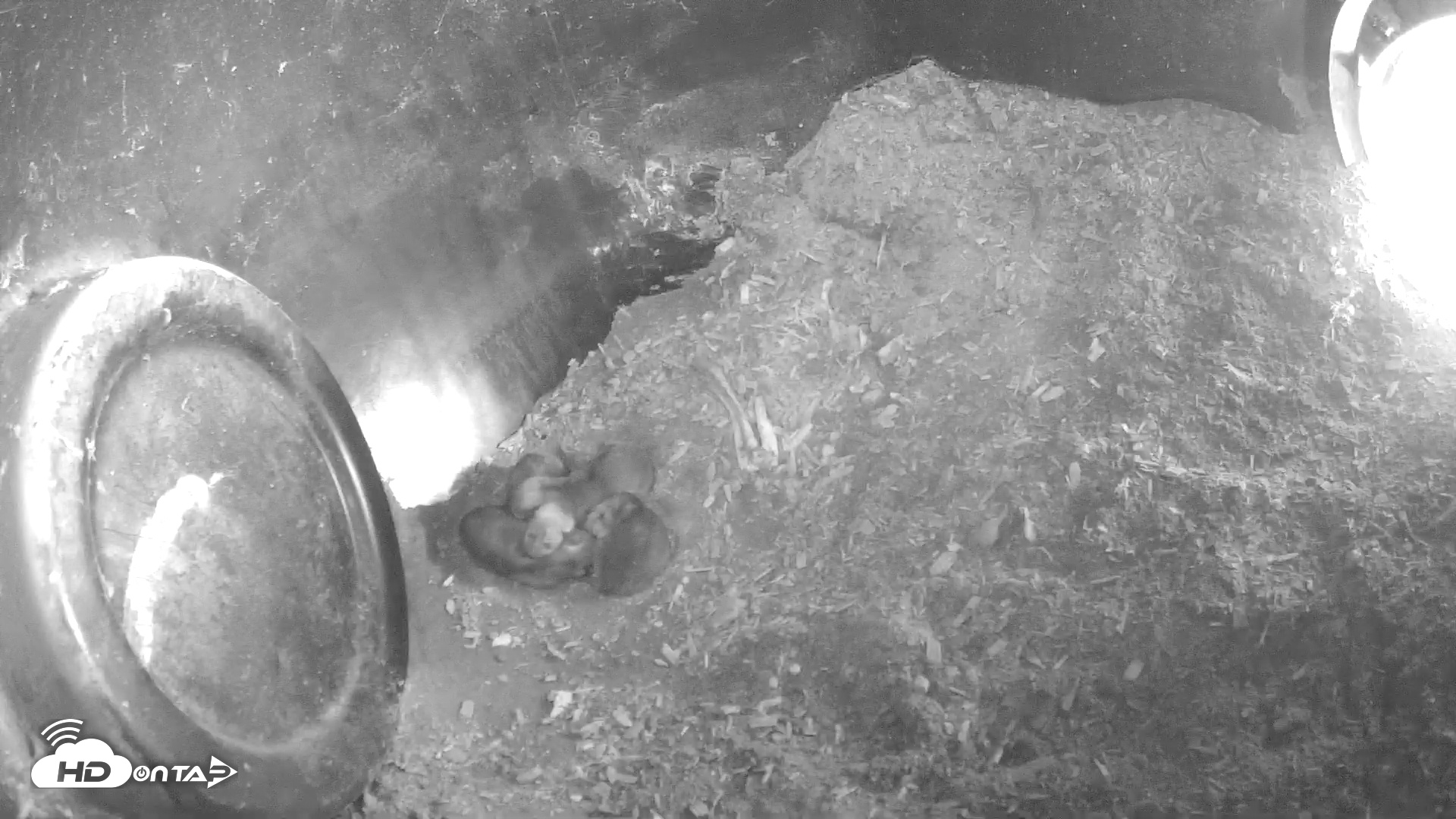 Snapshot of Wolf Center - Group 1 Wolves taken Apr 29, 2025, 8:31am EDT