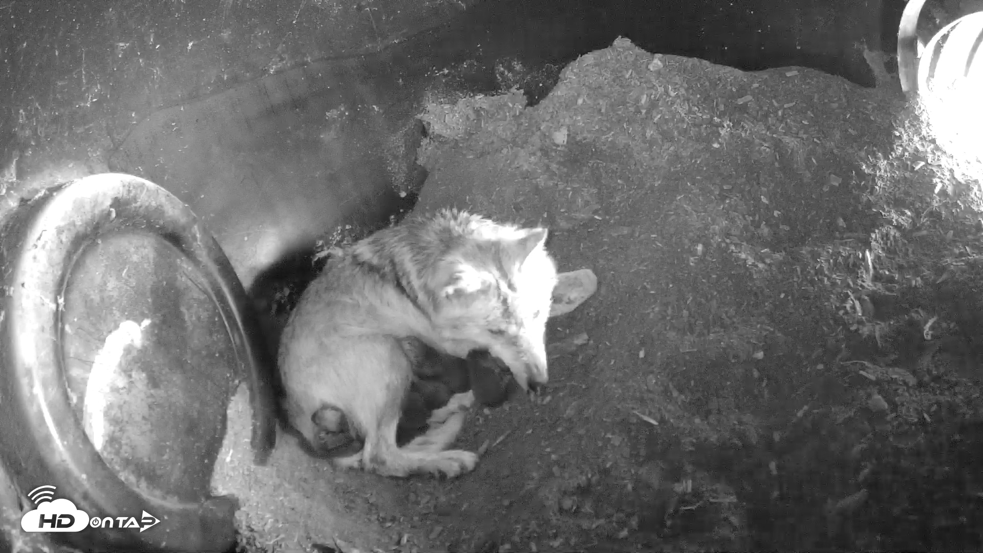 Snapshot of Wolf Center - Group 1 Wolves taken Apr 25, 2025, 10:04am EDT