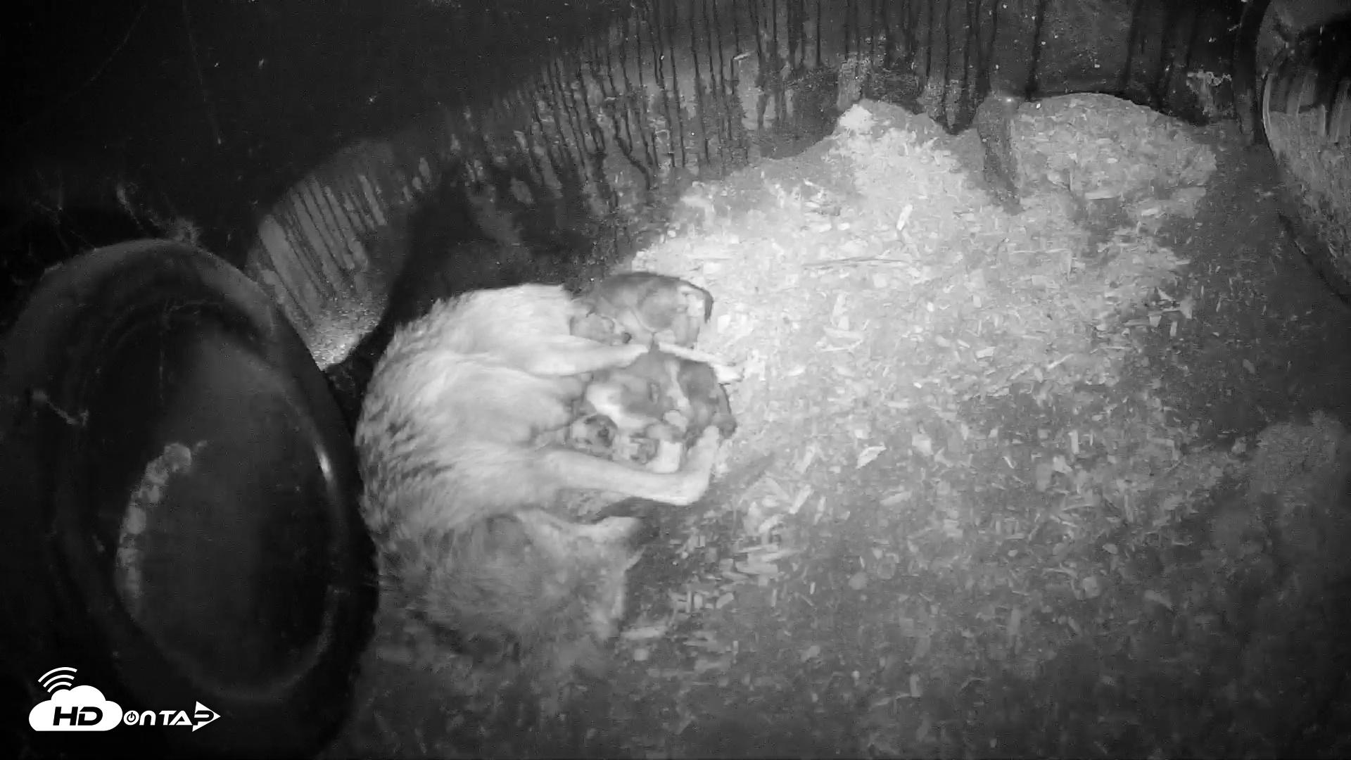 Snapshot of Wolf Center - Group 1 Wolves taken May 9, 2025, 8:31pm EDT