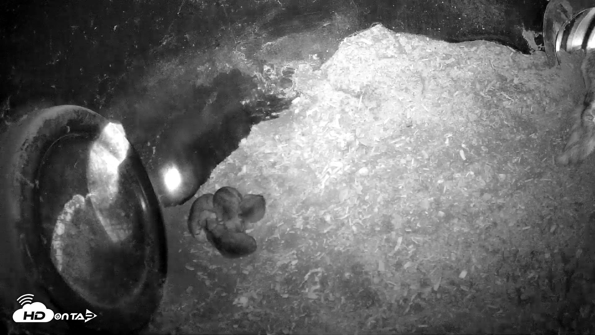 Snapshot of Wolf Center - Group 1 Wolves taken Apr 29, 2025, 6:41am EDT