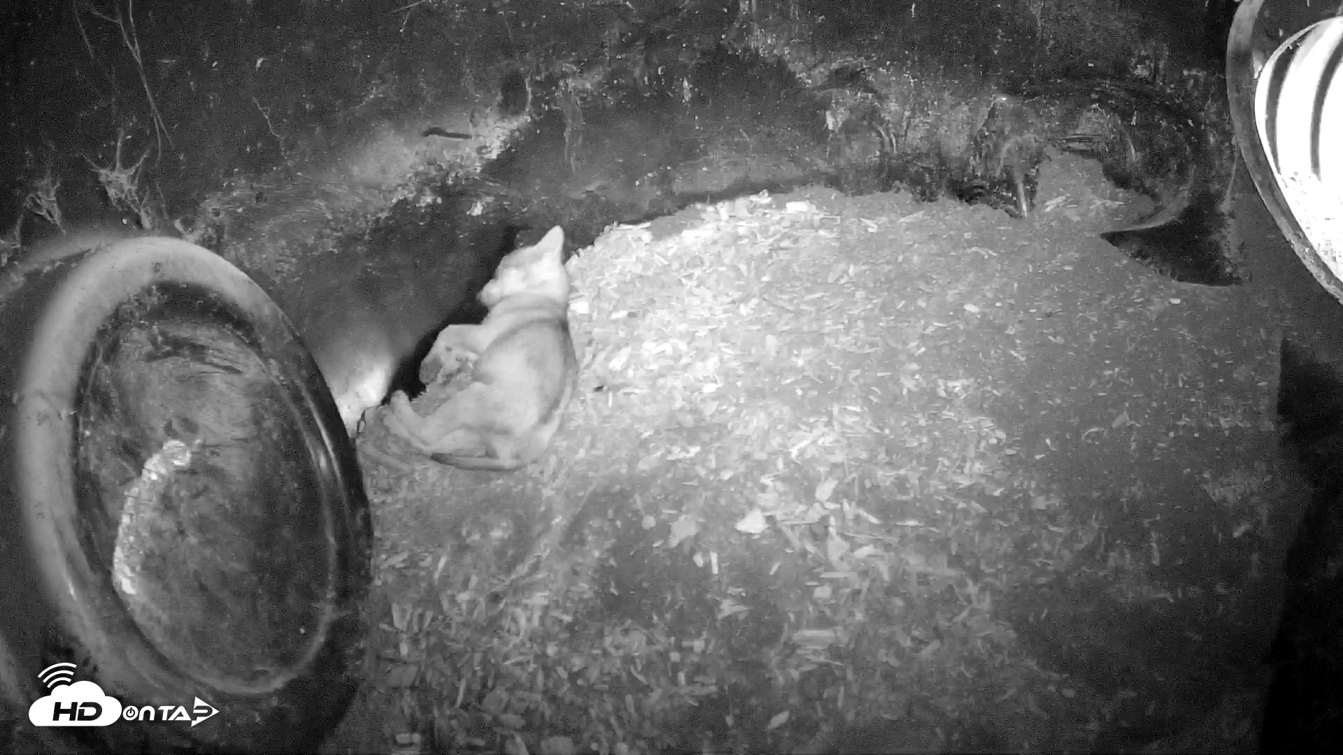 Snapshot of Wolf Center - Group 1 Wolves taken Jun 7, 2025, 6:33am EDT