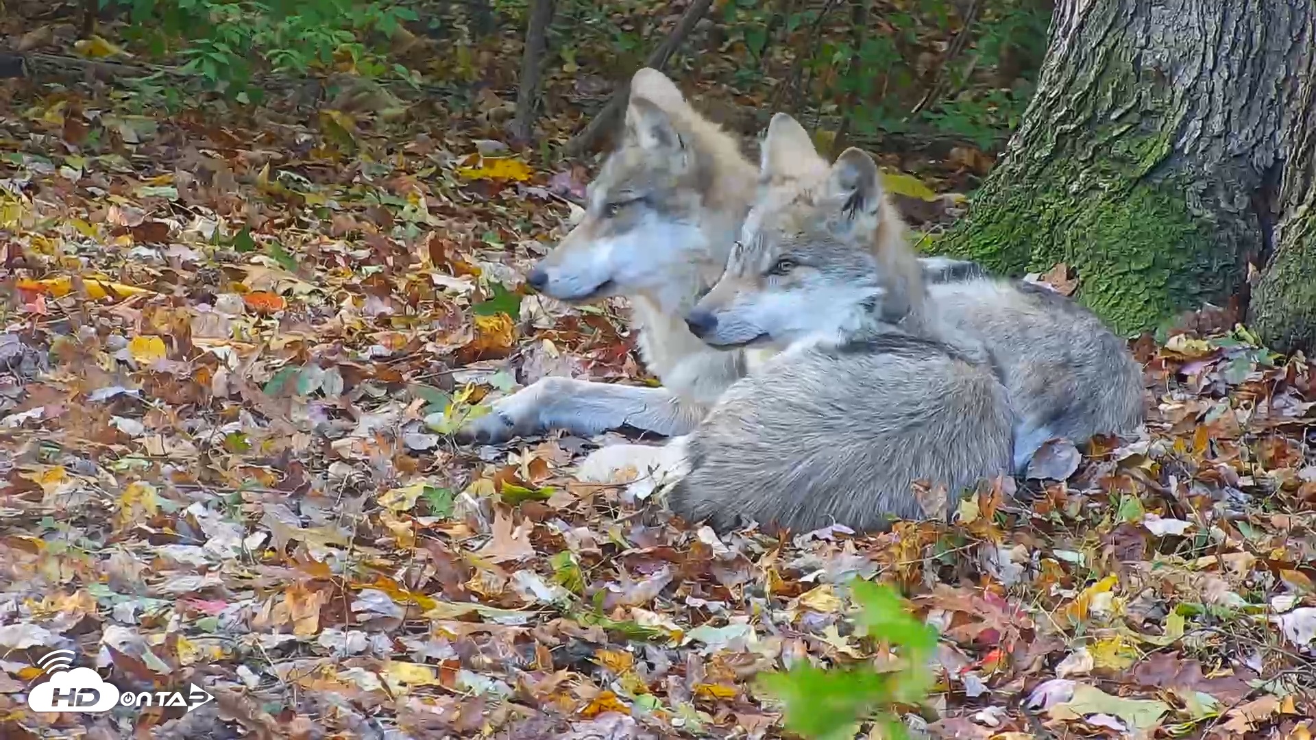 Snapshot of Wolf Center - Group 1 Wolves taken Nov 1, 2025, 8:40am EDT