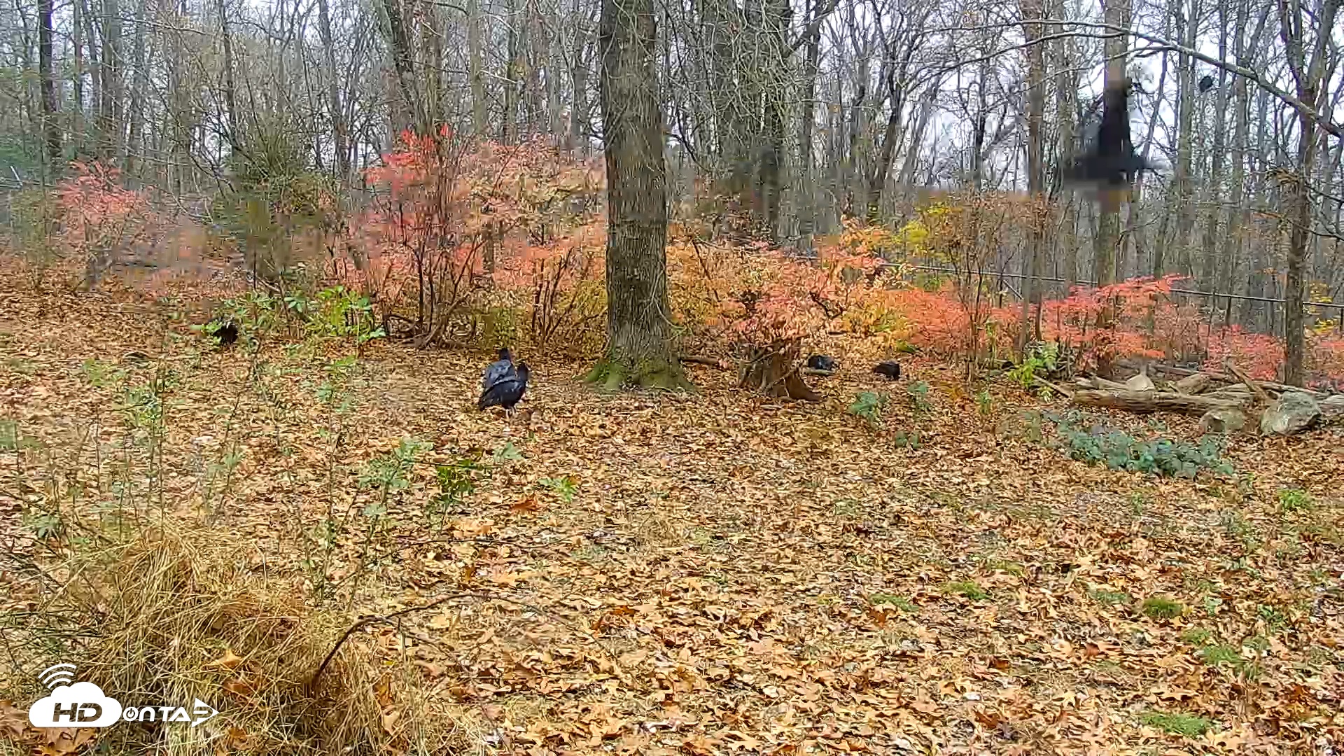 Snapshot of Wolf Center - Group 1 Wolves taken Nov 19, 2025, 8:11am EST