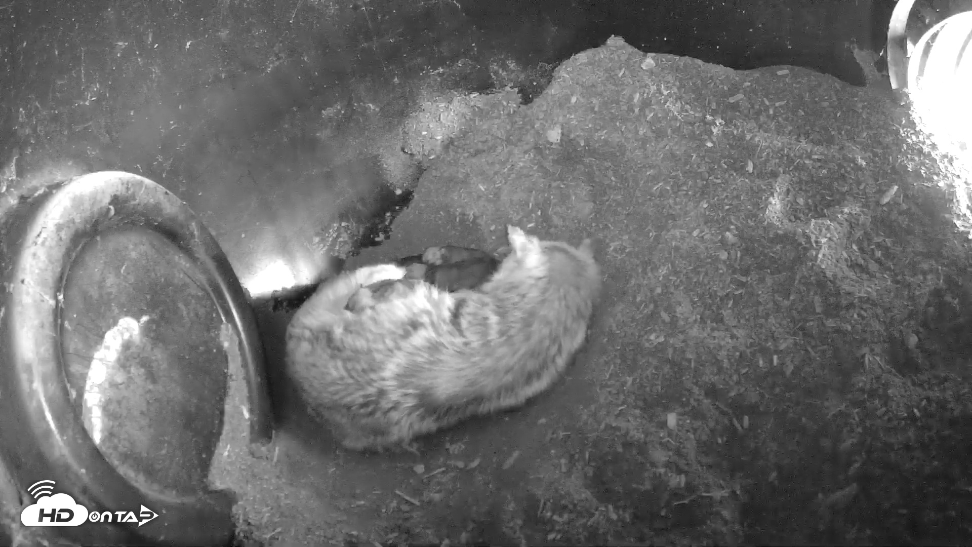 Snapshot of Wolf Center - Group 1 Wolves taken Apr 25, 2025, 8:28am EDT
