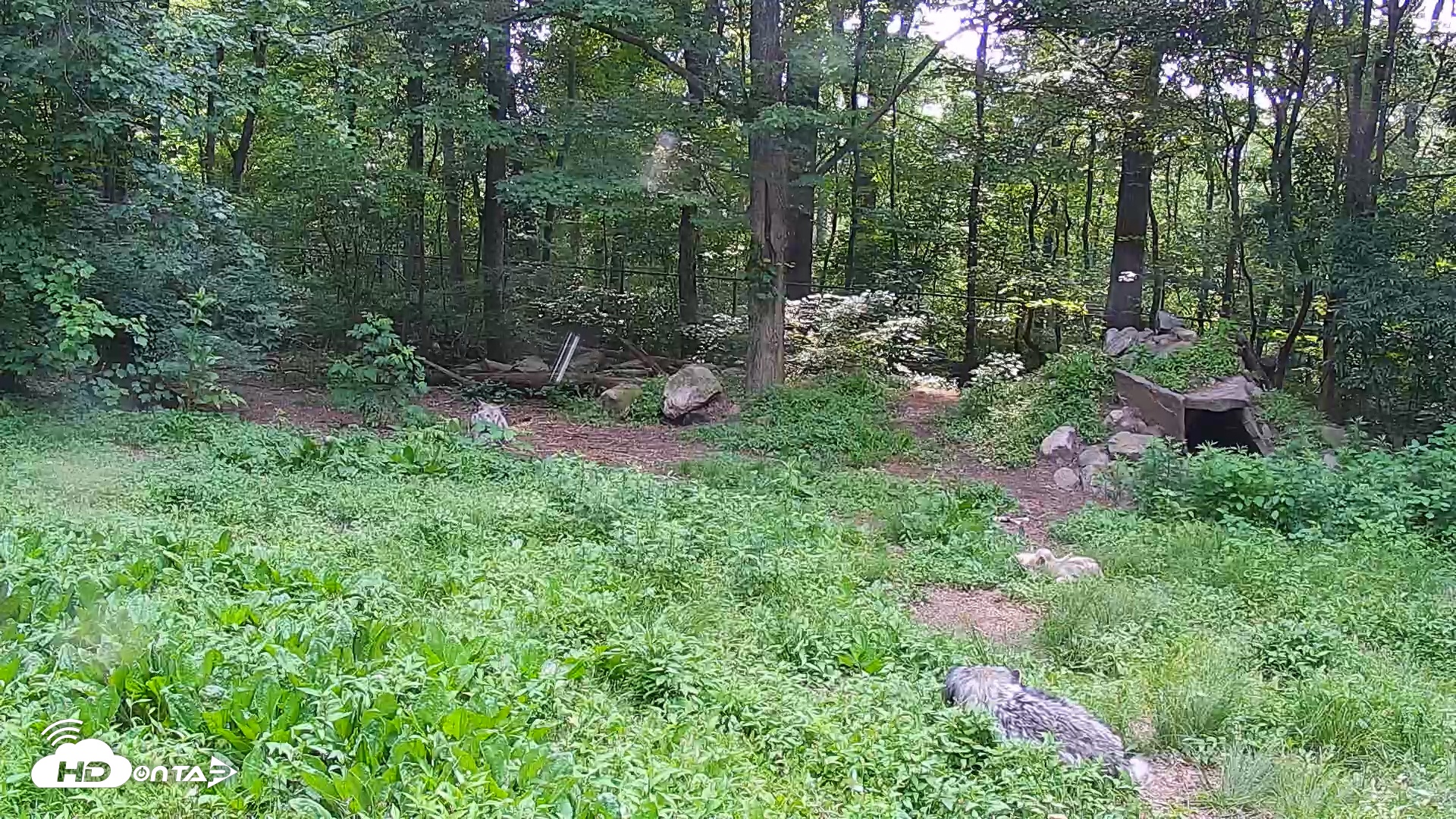 Snapshot of Wolf Center - Group 1 Wolves taken Jun 13, 2025, 4:13pm EDT
