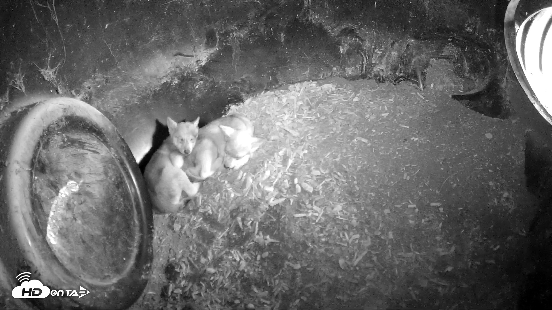 Snapshot of Wolf Center - Group 1 Wolves taken Jun 8, 2025, 5:02pm EDT