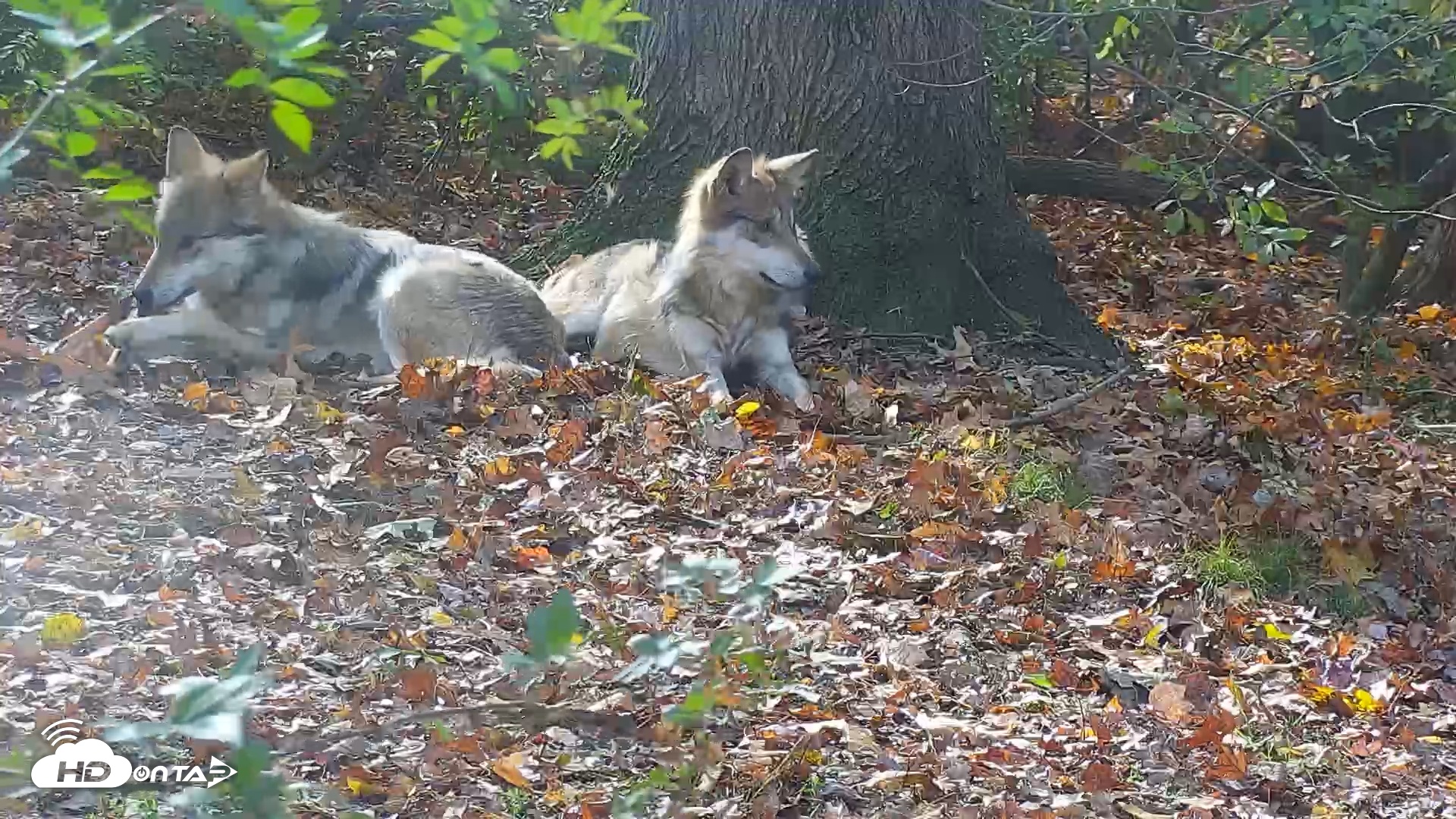 Snapshot of Wolf Center - Group 1 Wolves taken Nov 7, 2025, 12:43pm EST