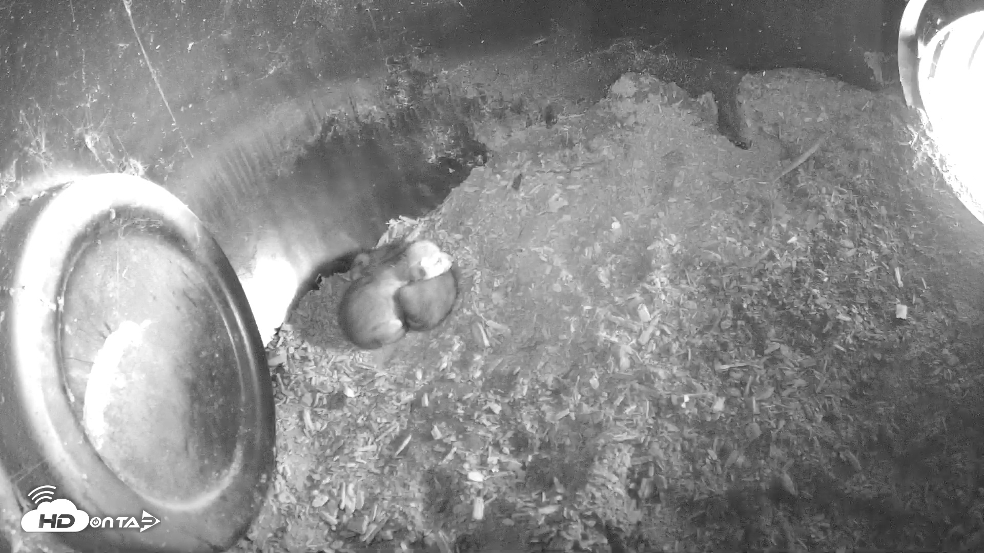 Snapshot of Wolf Center - Group 1 Wolves taken May 13, 2025, 8:53am EDT