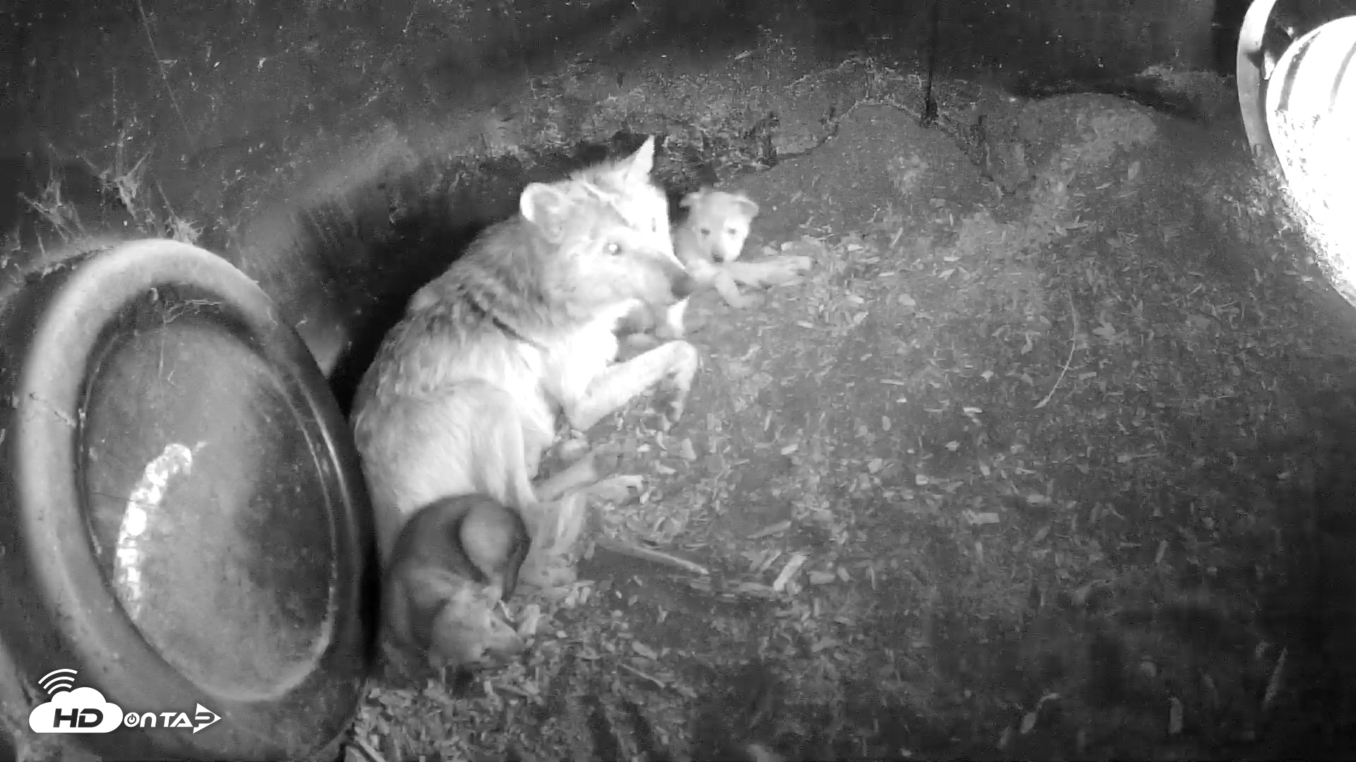Snapshot of Wolf Center - Group 1 Wolves taken May 18, 2025, 8:02am EDT
