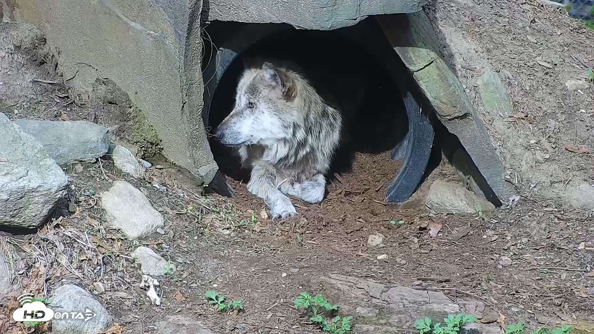 Snapshot of Wolf Center - Group 1 Wolves taken Apr 25, 2025, 8:40am EDT