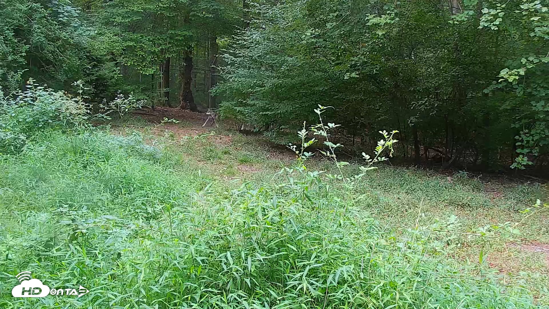 Snapshot of Wolf Center - Group 1 Wolves taken Aug 29, 2025, 9:12am EDT