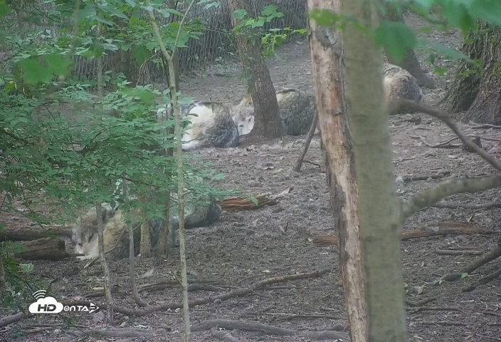 Snapshot of Wolf Center - Group 1 Wolves taken Jun 7, 2025, 6:34am EDT