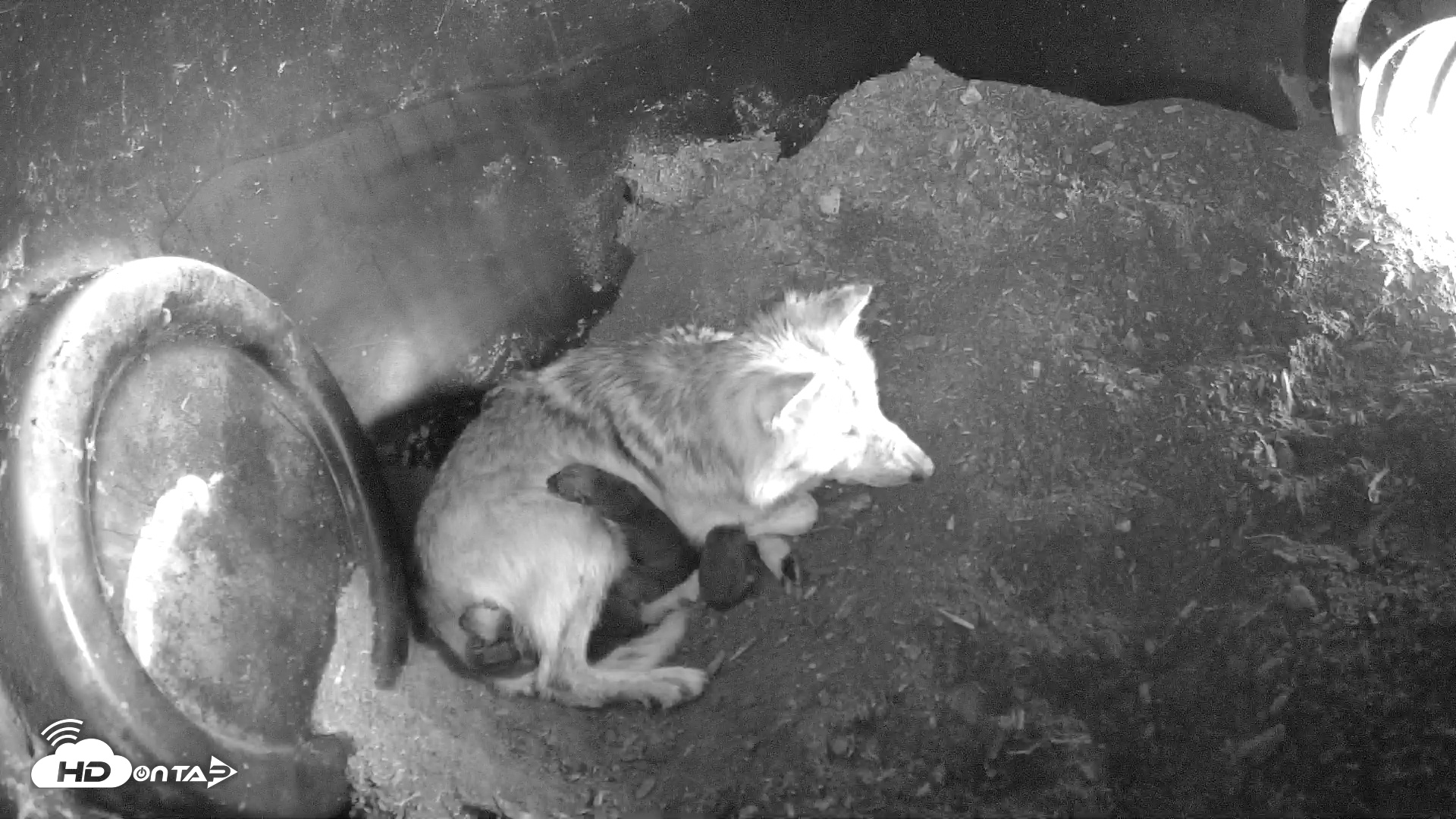 Snapshot of Wolf Center - Group 1 Wolves taken Apr 25, 2025, 10:04am EDT