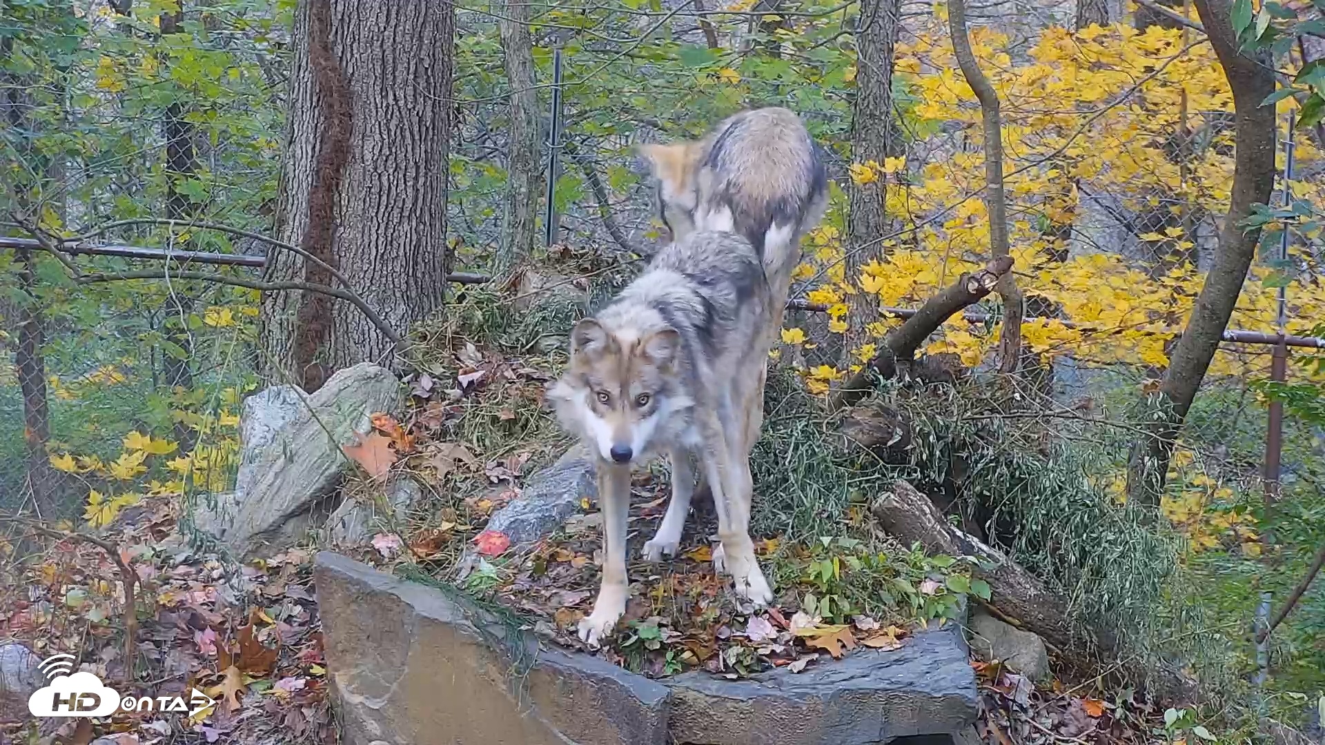 Snapshot of Wolf Center - Group 1 Wolves taken Nov 2, 2025, 6:58am EST