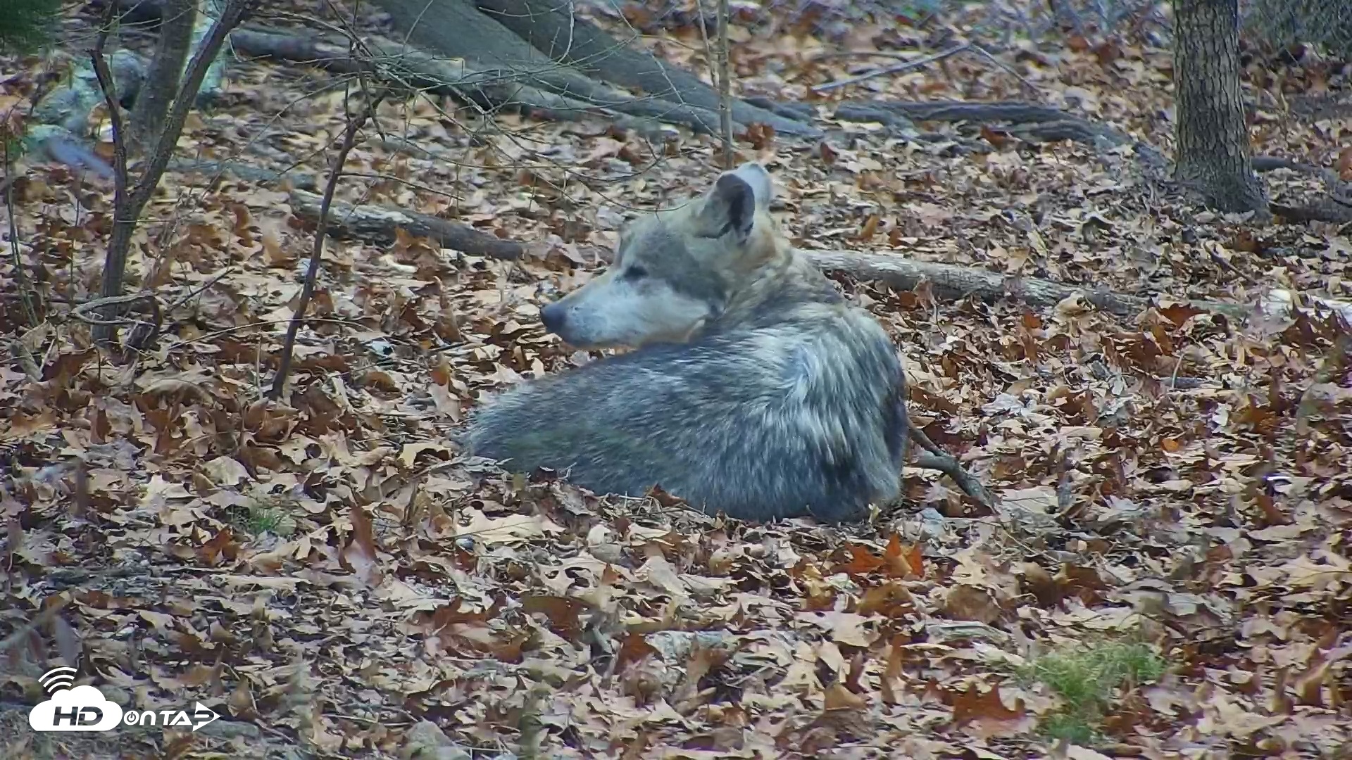 Snapshot of Wolf Center - Group 1 Wolves taken Dec 2, 2025, 7:31am EST