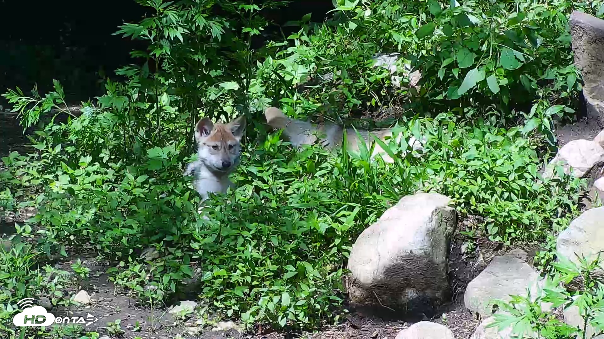 Snapshot of Wolf Center - Group 1 Wolves taken Jun 19, 2025, 10:22am EDT