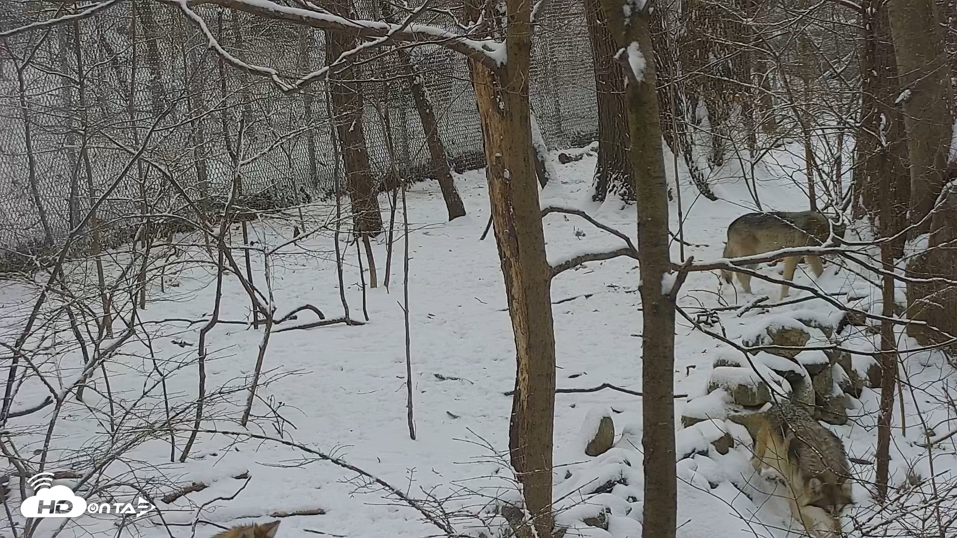 Snapshot of Wolf Center - Group 1 Wolves taken Feb 3, 2025, 8:57am EST