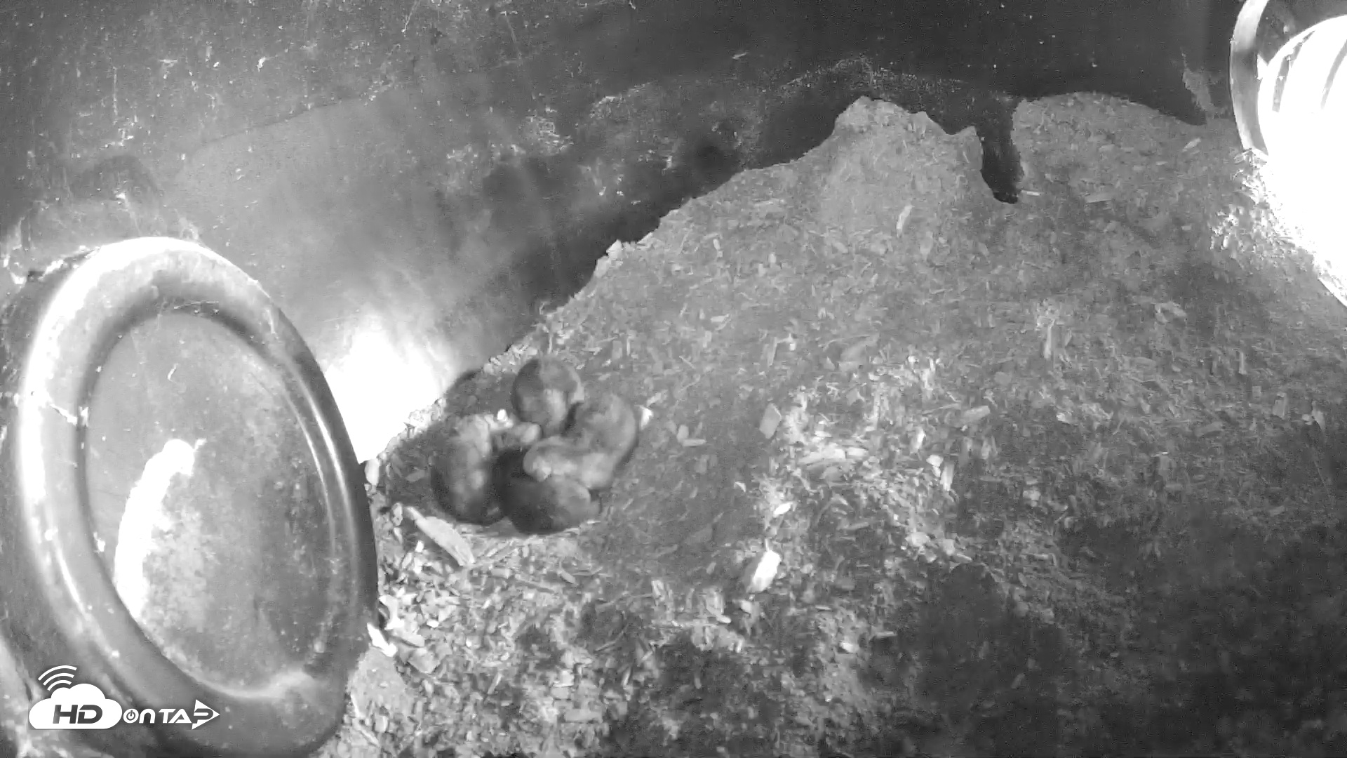 Snapshot of Wolf Center - Group 1 Wolves taken May 2, 2025, 9:53am EDT