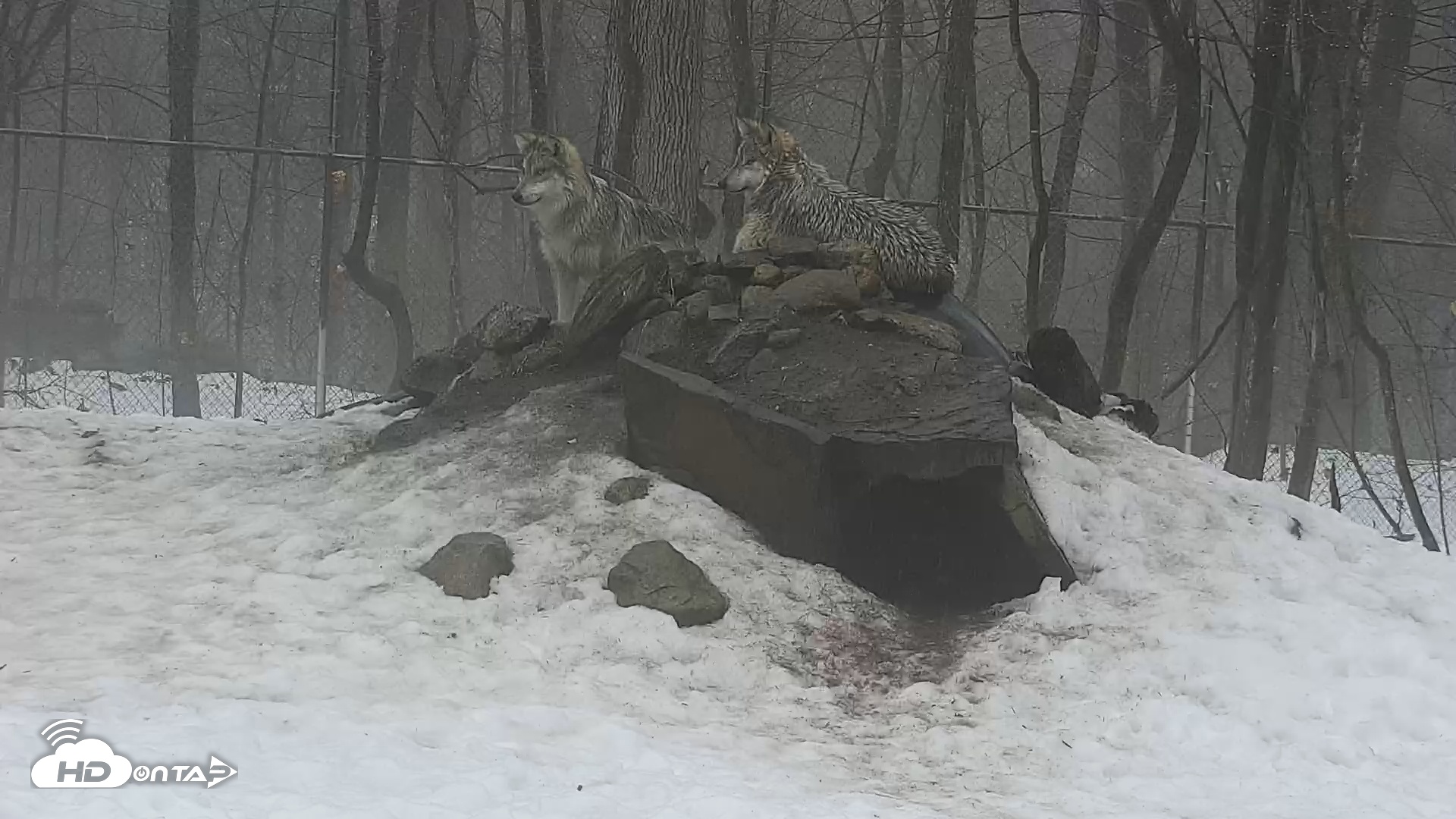 Snapshot of Wolf Center - Group 1 Wolves taken Mar 5, 2026, 11:57am EST