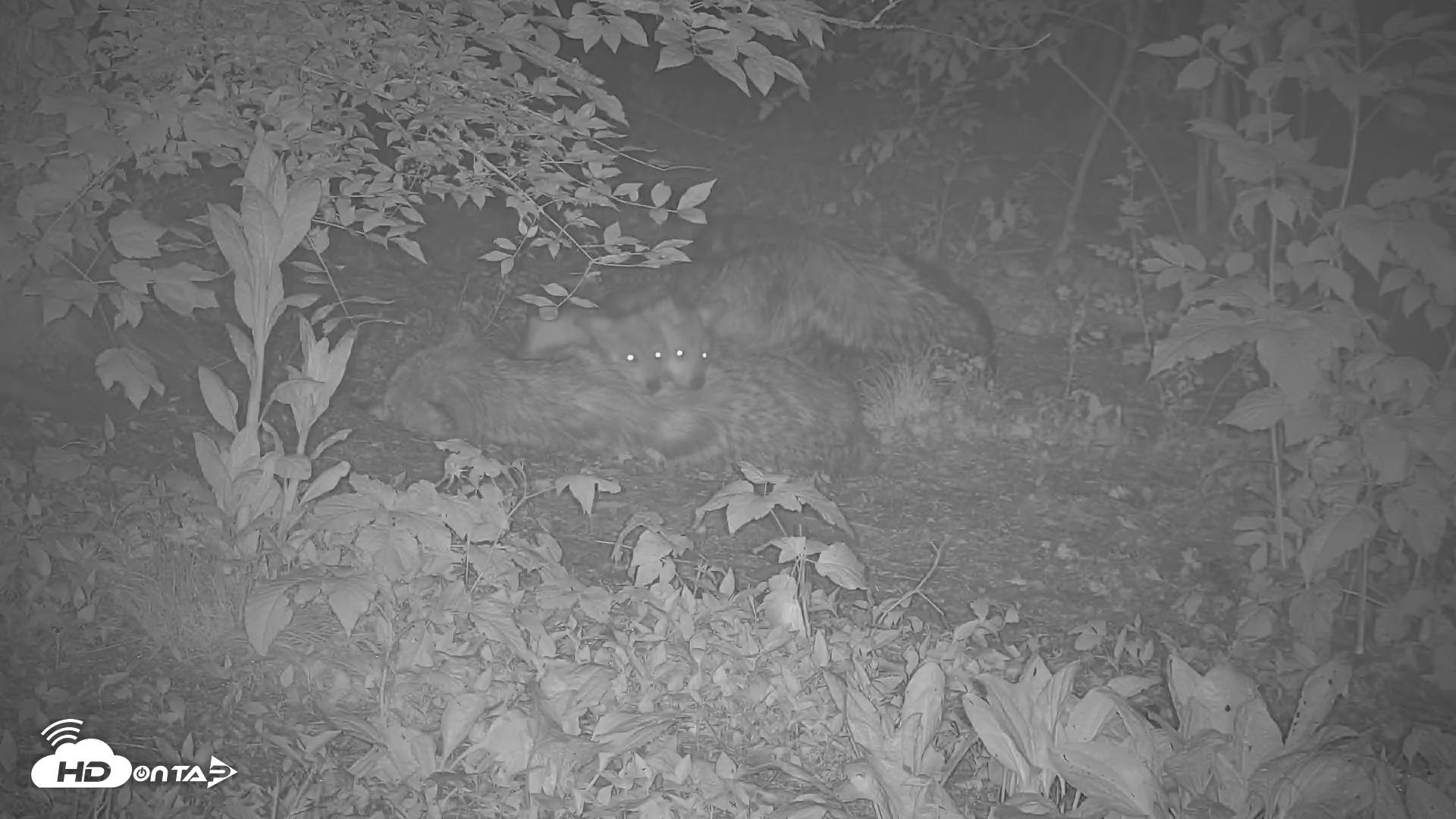 Snapshot of Wolf Center - Group 1 Wolves taken May 31, 2025, 12:34am EDT