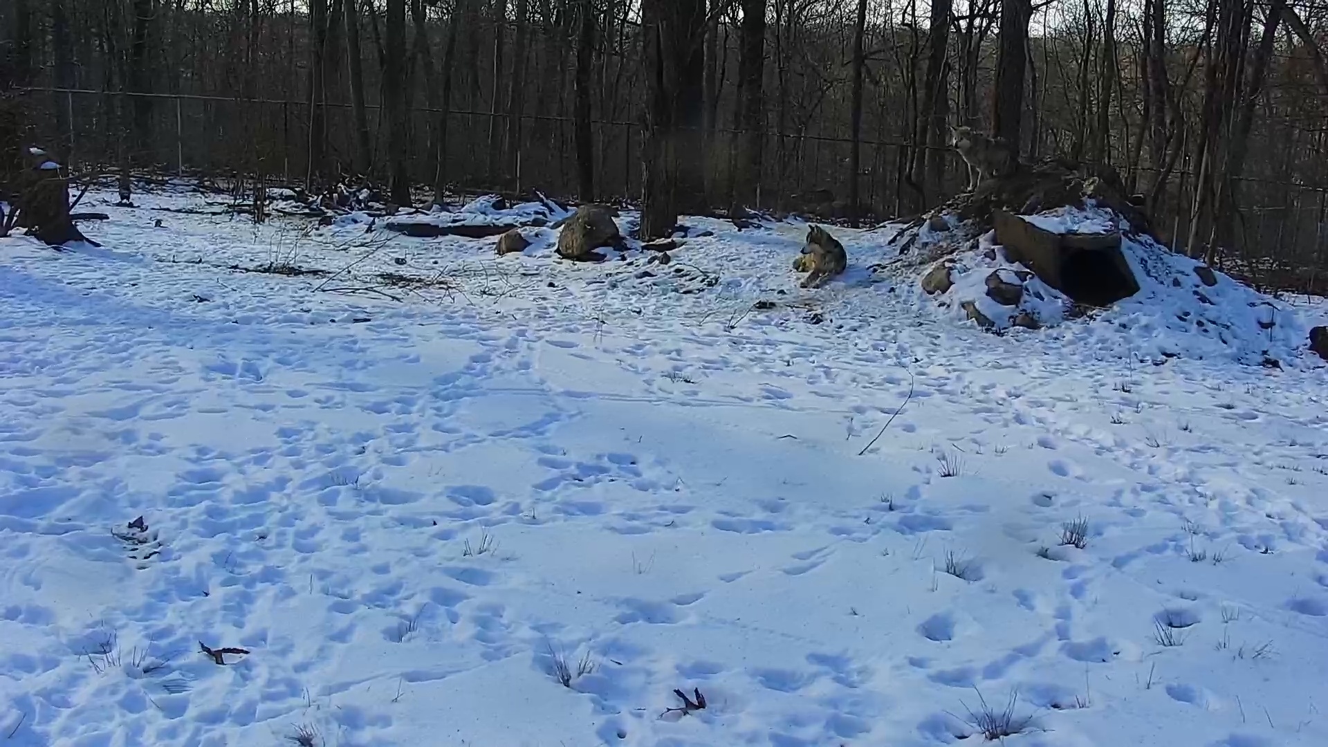 Snapshot of Wolf Center - Group 1 Wolves taken Jan 28, 2025, 1:00pm EST