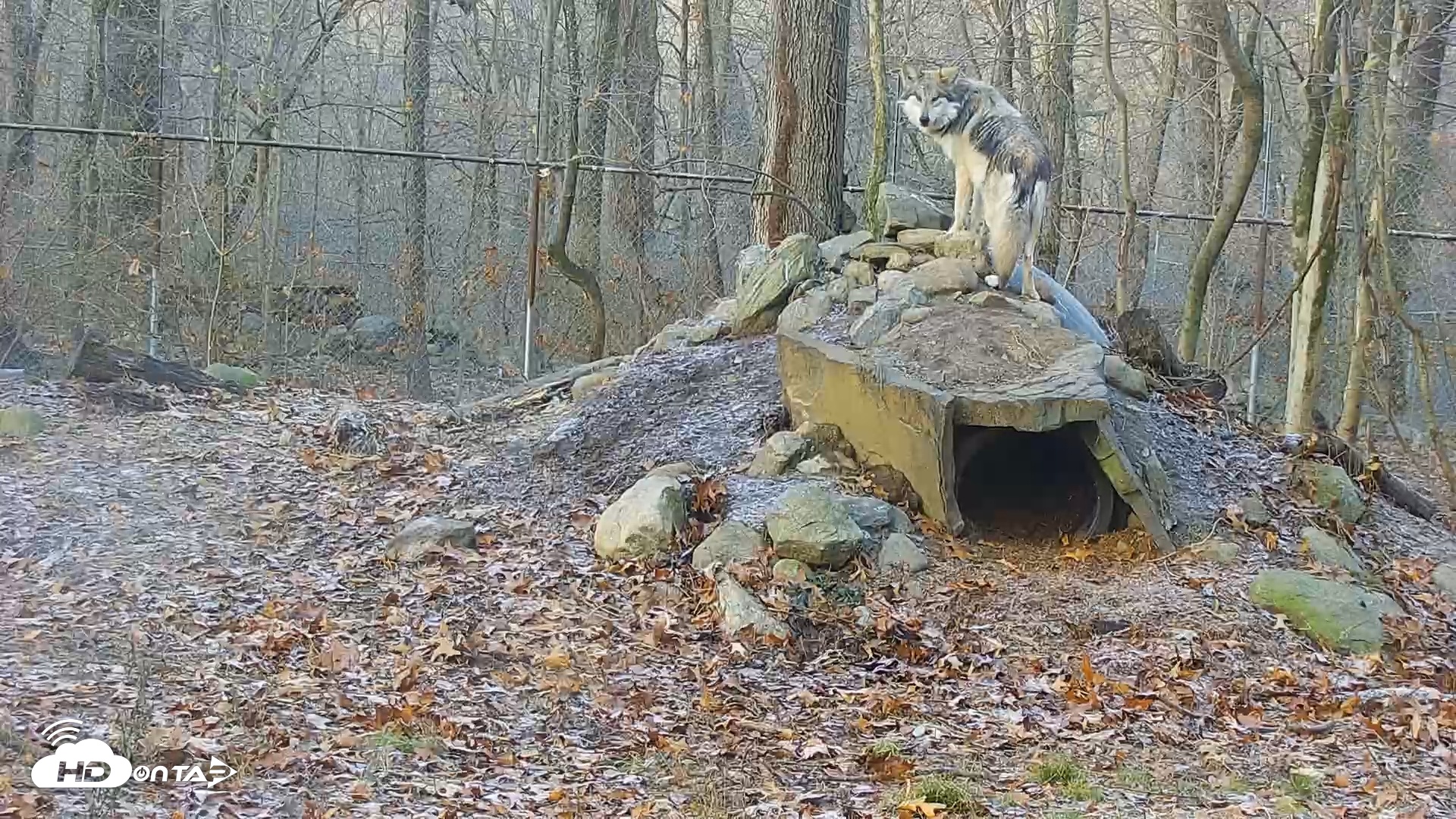 Snapshot of Wolf Center - Group 1 Wolves taken Dec 3, 2025, 8:32am EST