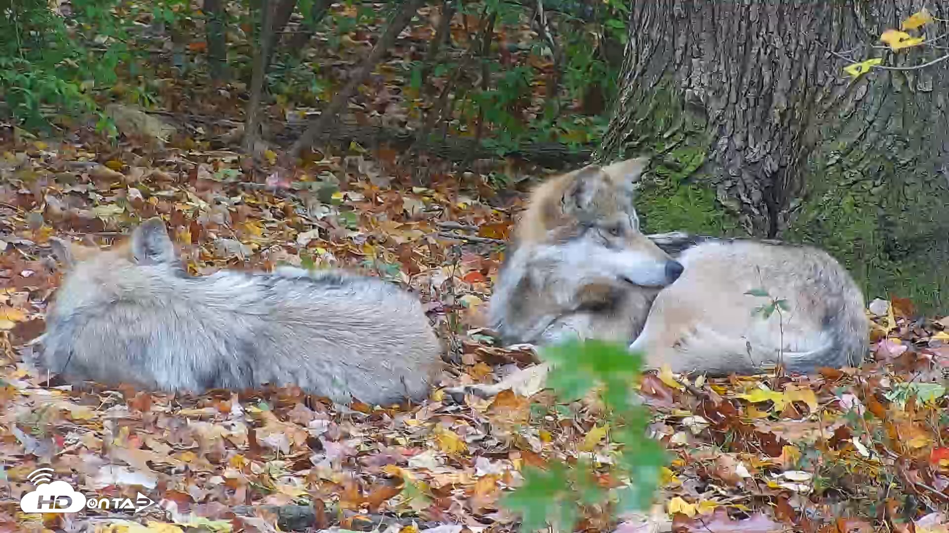Snapshot of Wolf Center - Group 1 Wolves taken Oct 31, 2025, 4:08pm EDT
