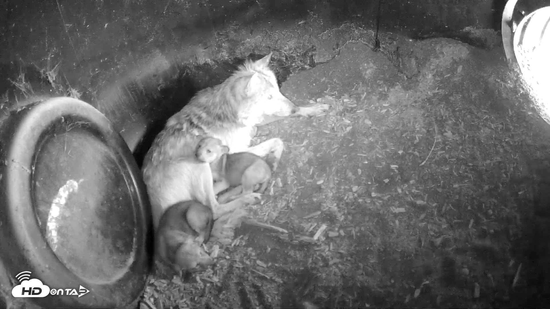 Snapshot of Wolf Center - Group 1 Wolves taken May 18, 2025, 8:03am EDT