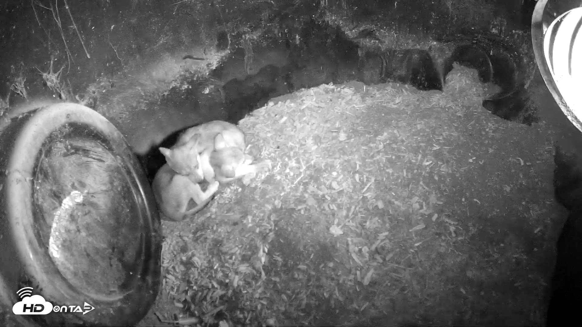 Snapshot of Wolf Center - Group 1 Wolves taken Jun 6, 2025, 7:20am EDT