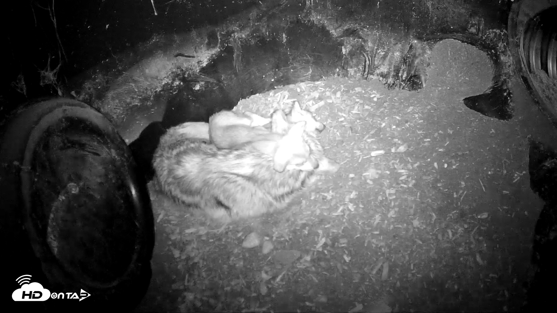 Snapshot of Wolf Center - Group 1 Wolves taken Jun 1, 2025, 11:21pm EDT