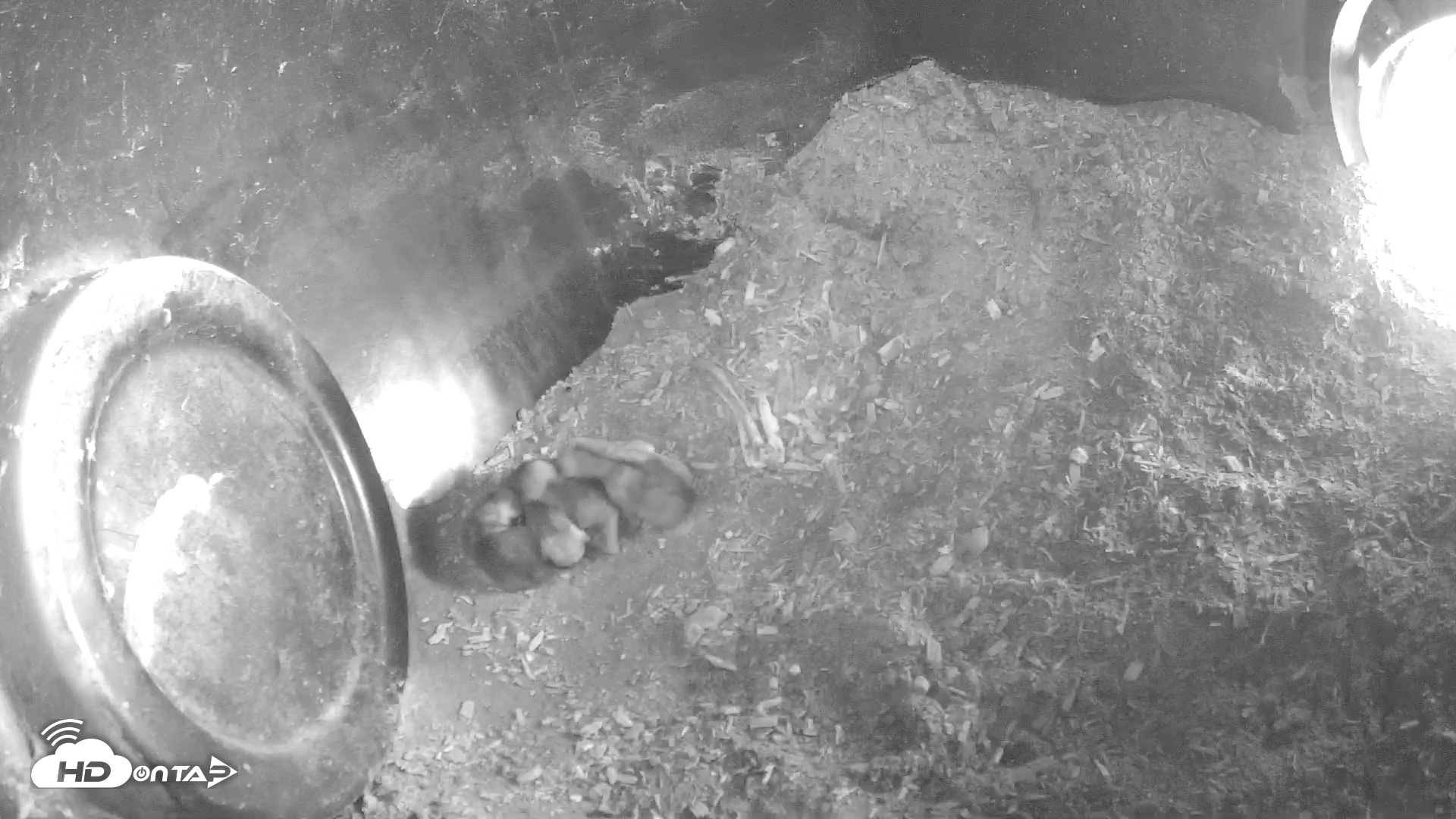 Snapshot of Wolf Center - Group 1 Wolves taken Apr 29, 2025, 9:32am EDT